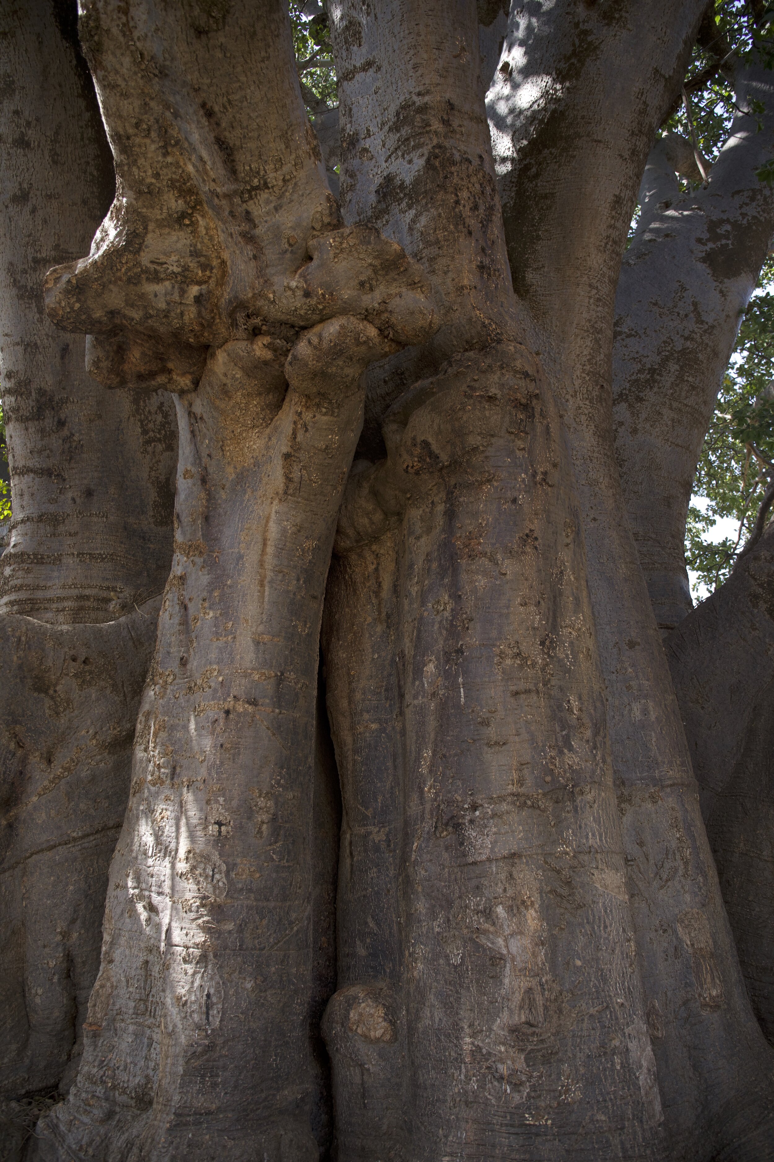 Jeewi Lee, drape of wisdom