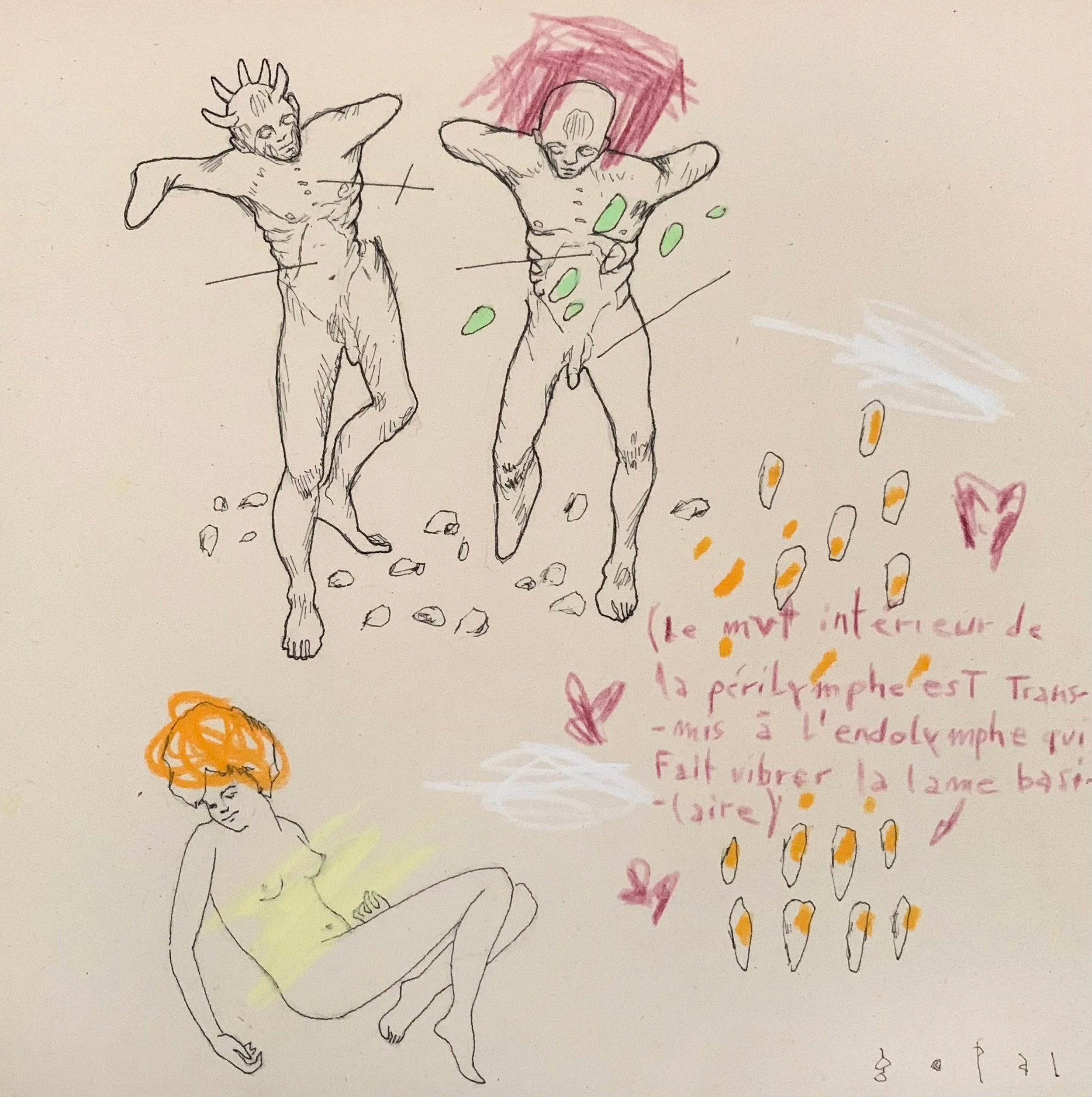 Études anatomiques approximatives #2