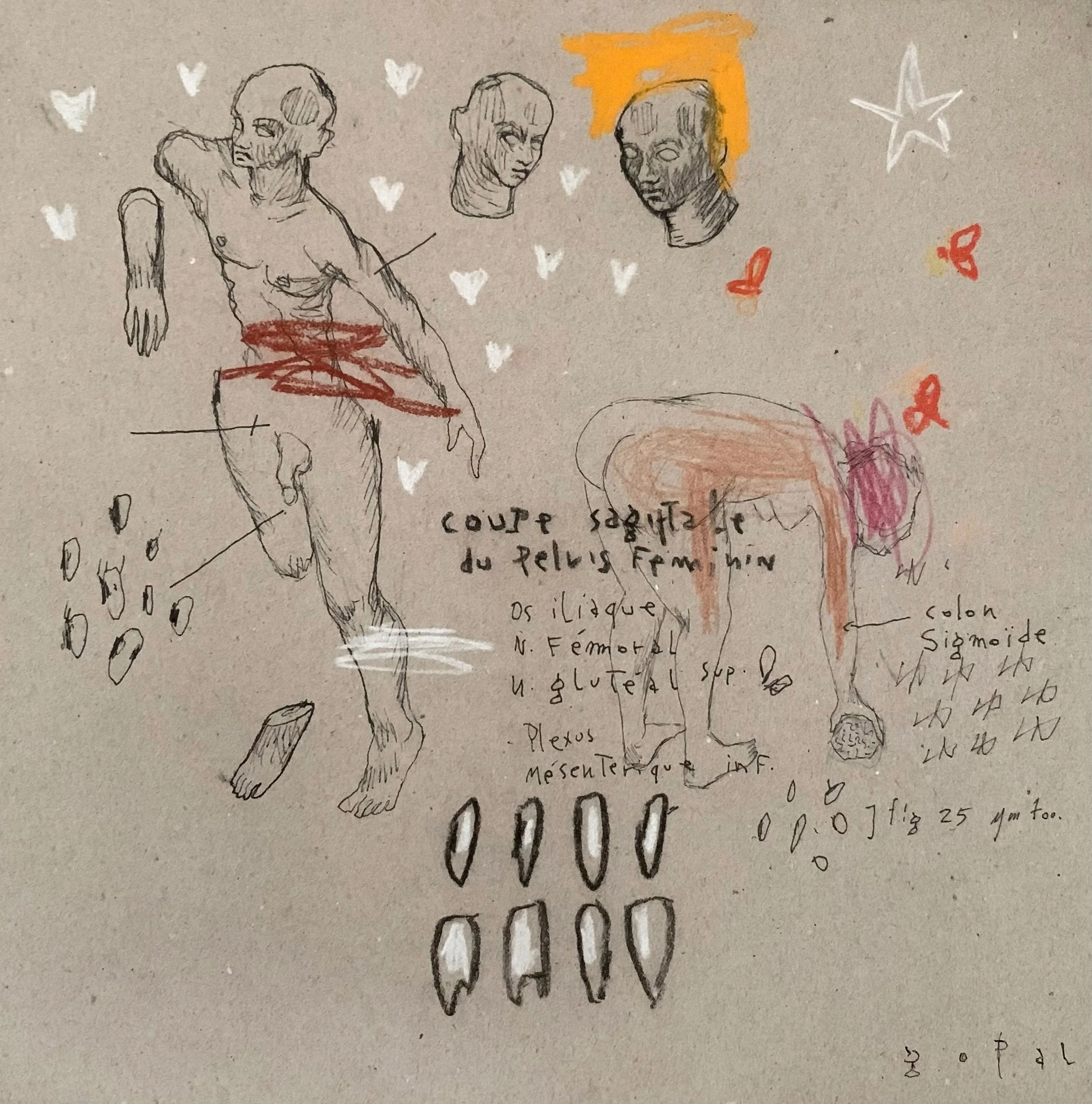 Études anatomiques approximatives #28