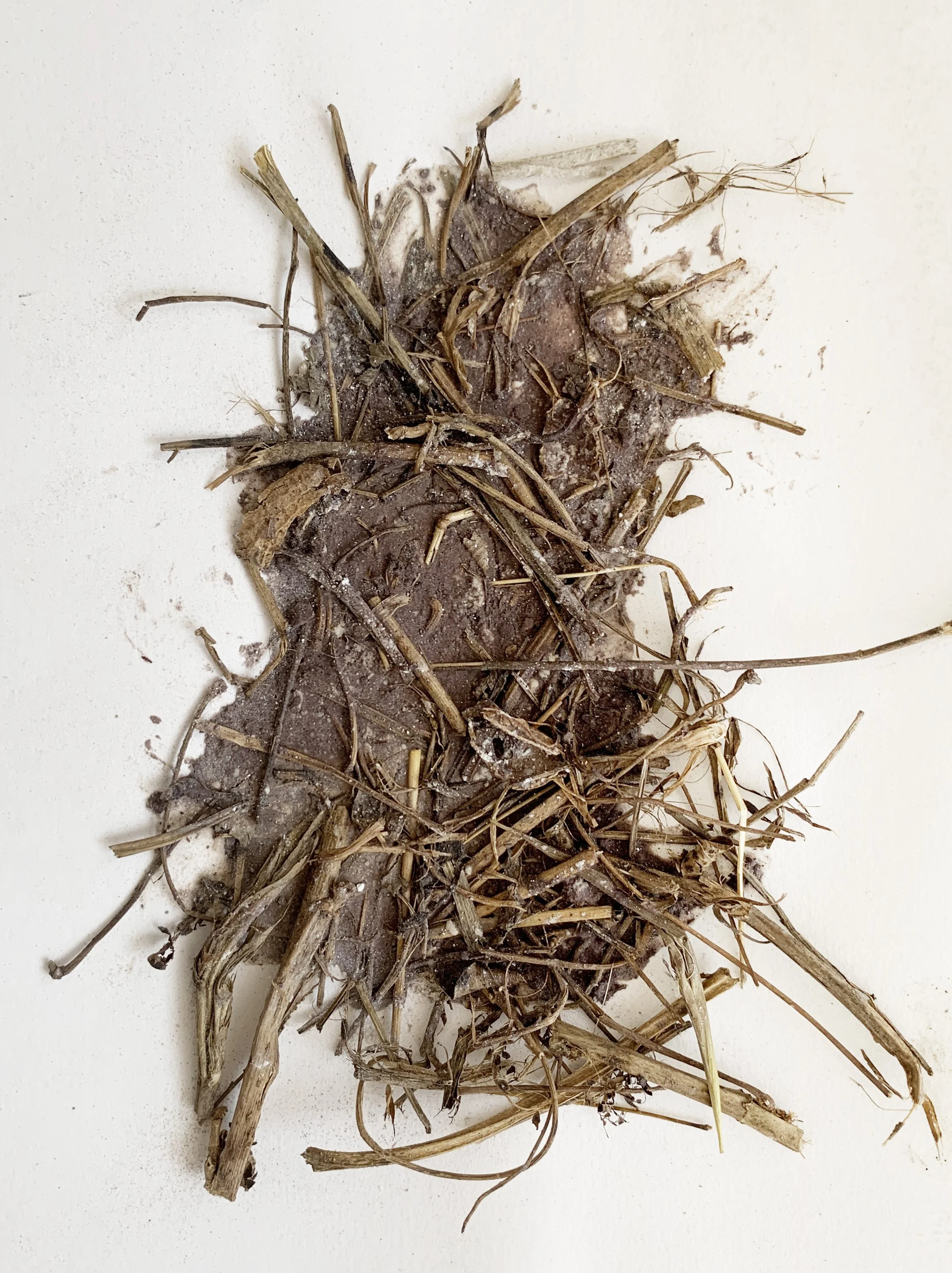 Esquisses préparatoires #29