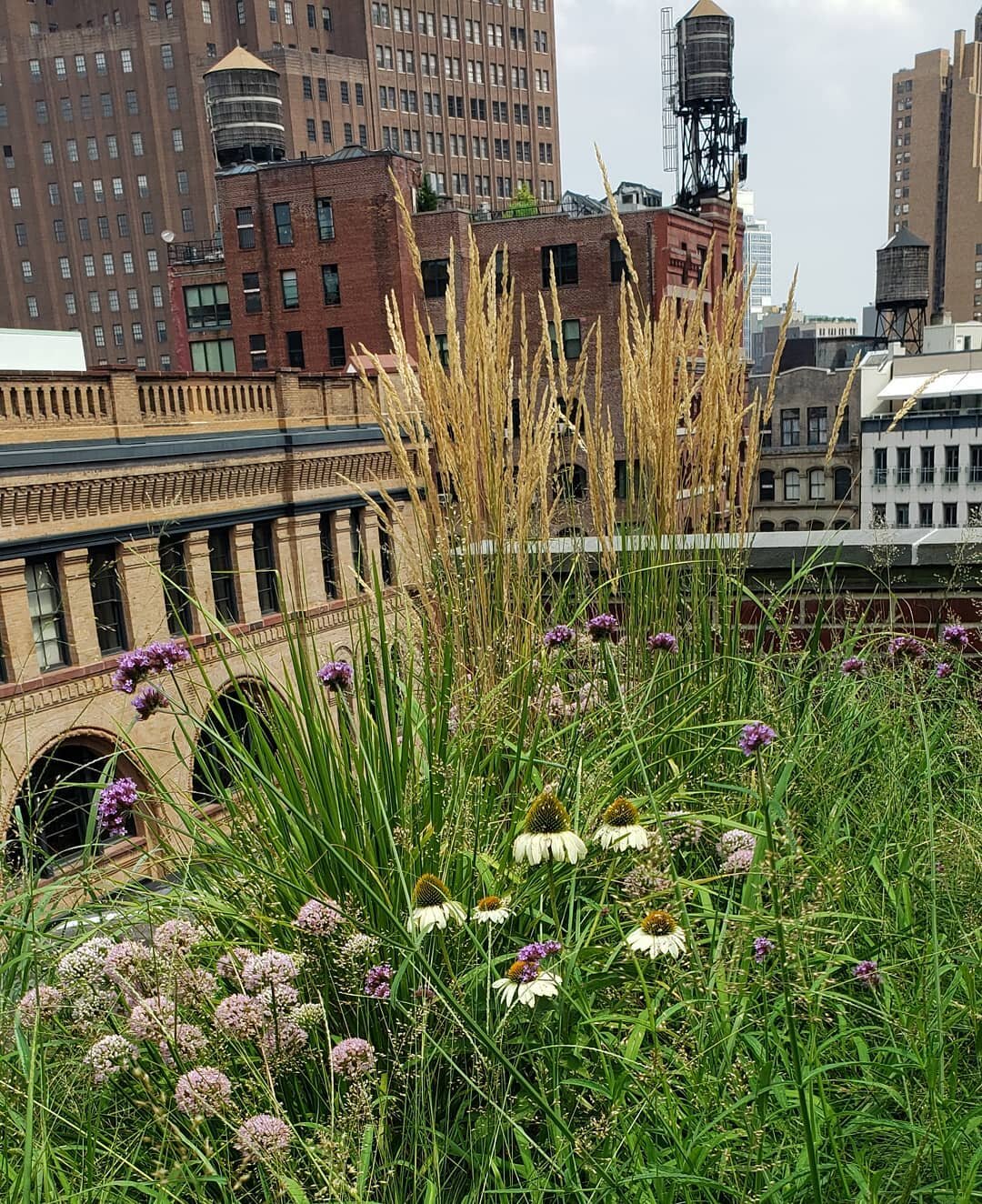 1st grow season for our Tribeca Rooftop Meadow