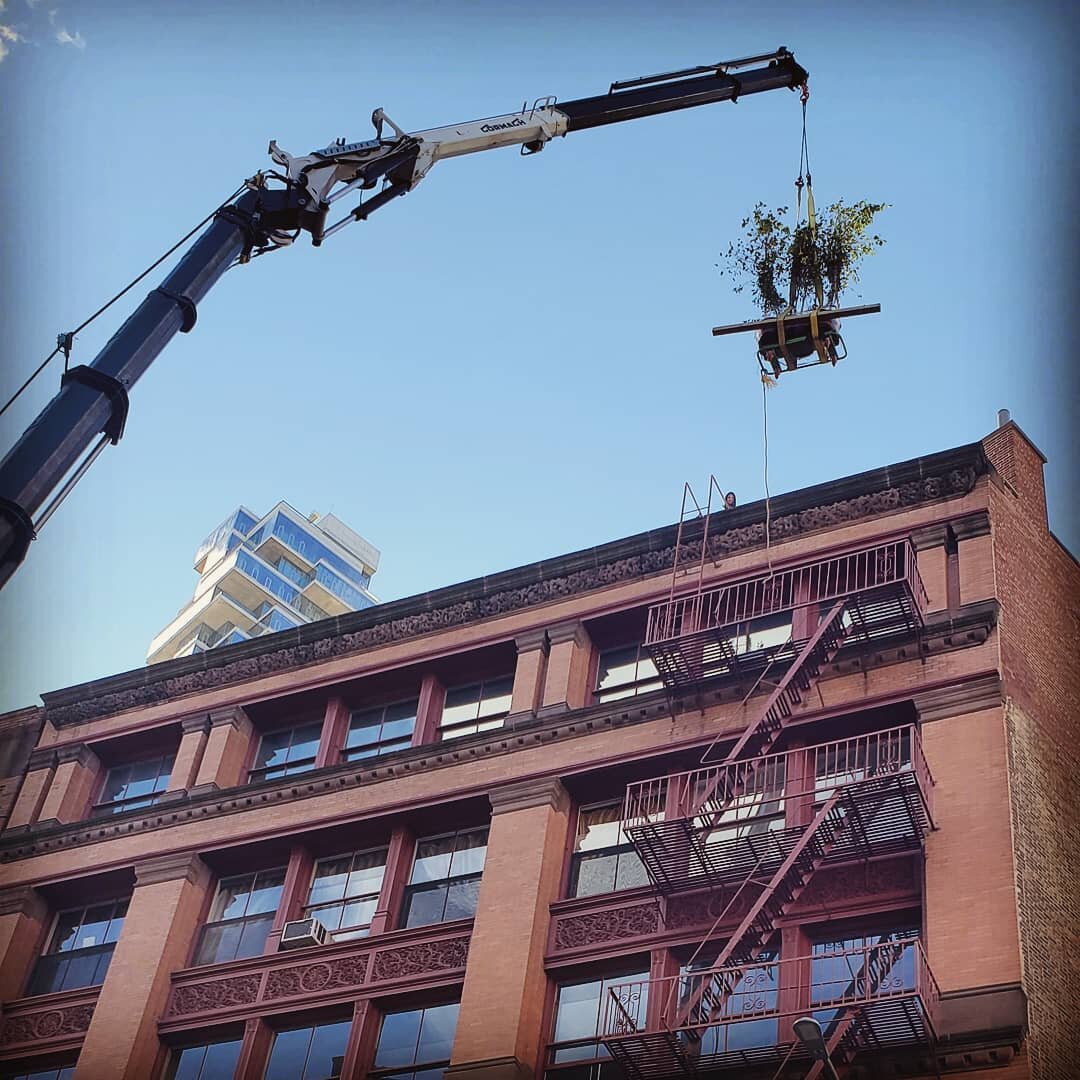 Greening NYC, one roof at a time!