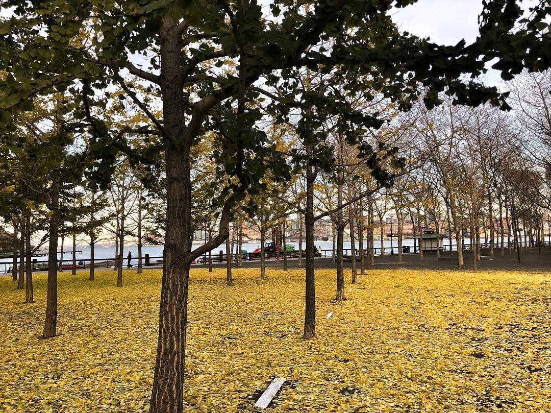Ginkgo Leaf Drop in Hoboken
.
.
.
.
.
.
.
.
.
#fall #ginkgo #leaf #drop #hoboken #landscape #landscapedesign #tree #landarch #landscapearchitecture #treegrid