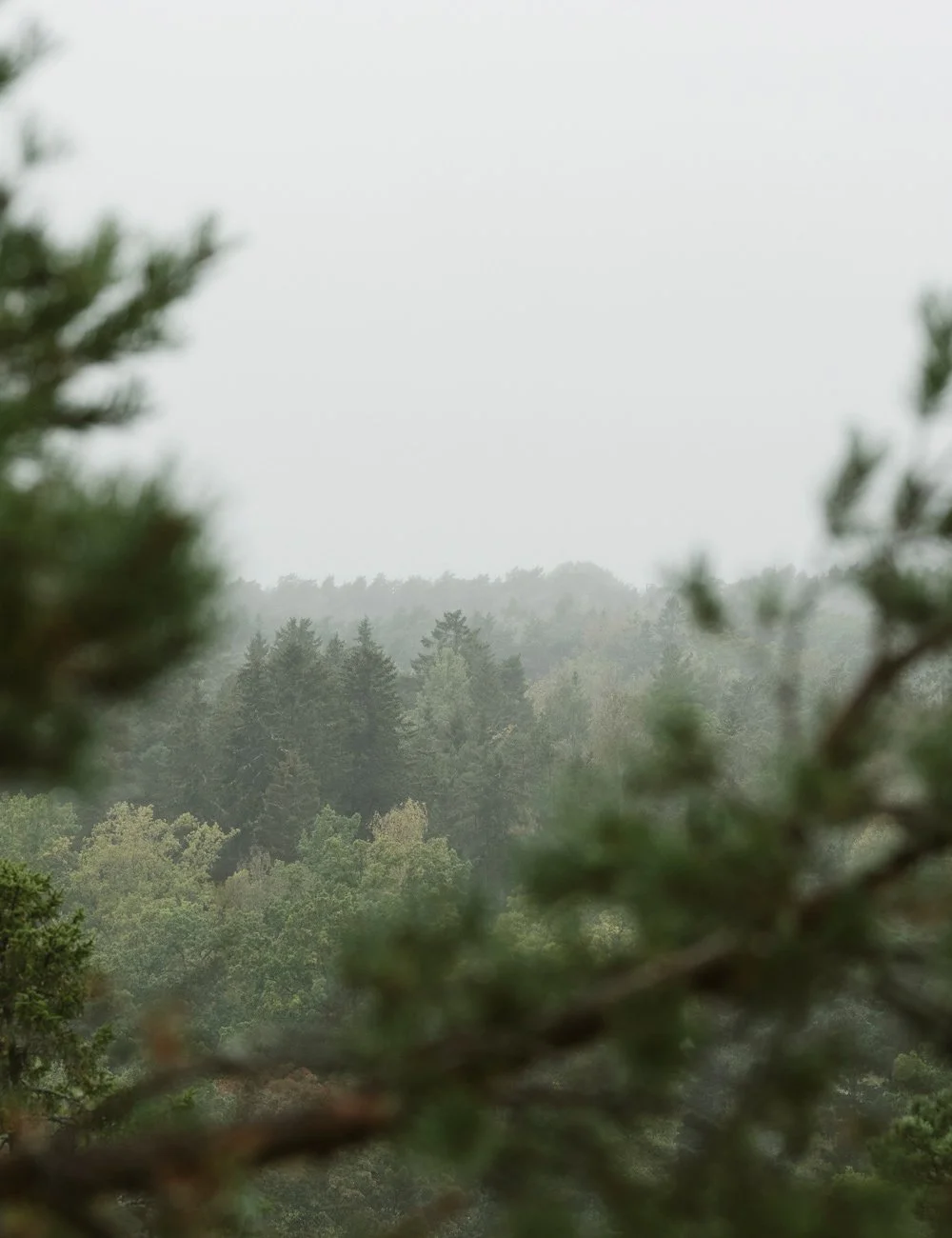 architecture-in-swedish-nature.jpg