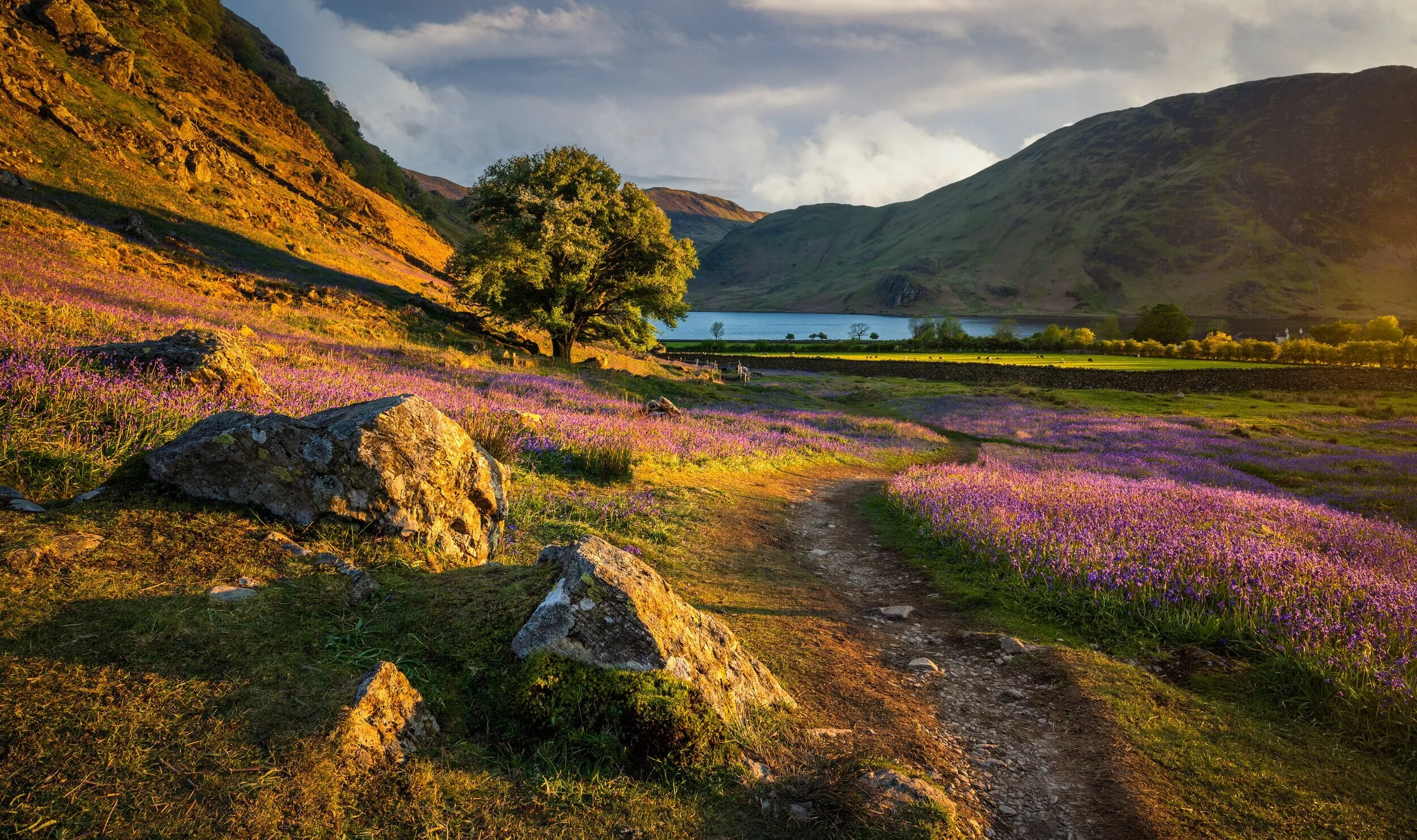 rannerdale+bluebells+wide+clone%23.jpg