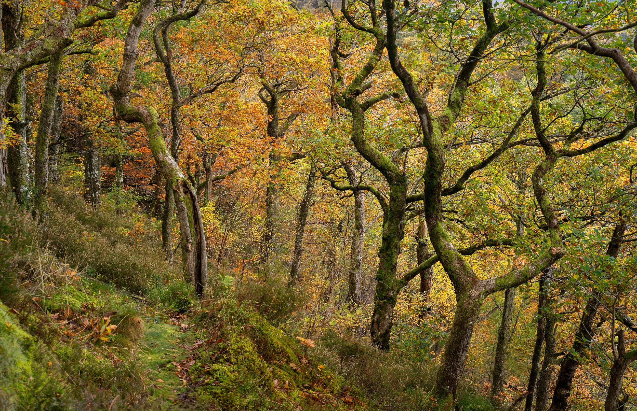 Leaning trees_2500x1615_U_150_Long Edge.jpg