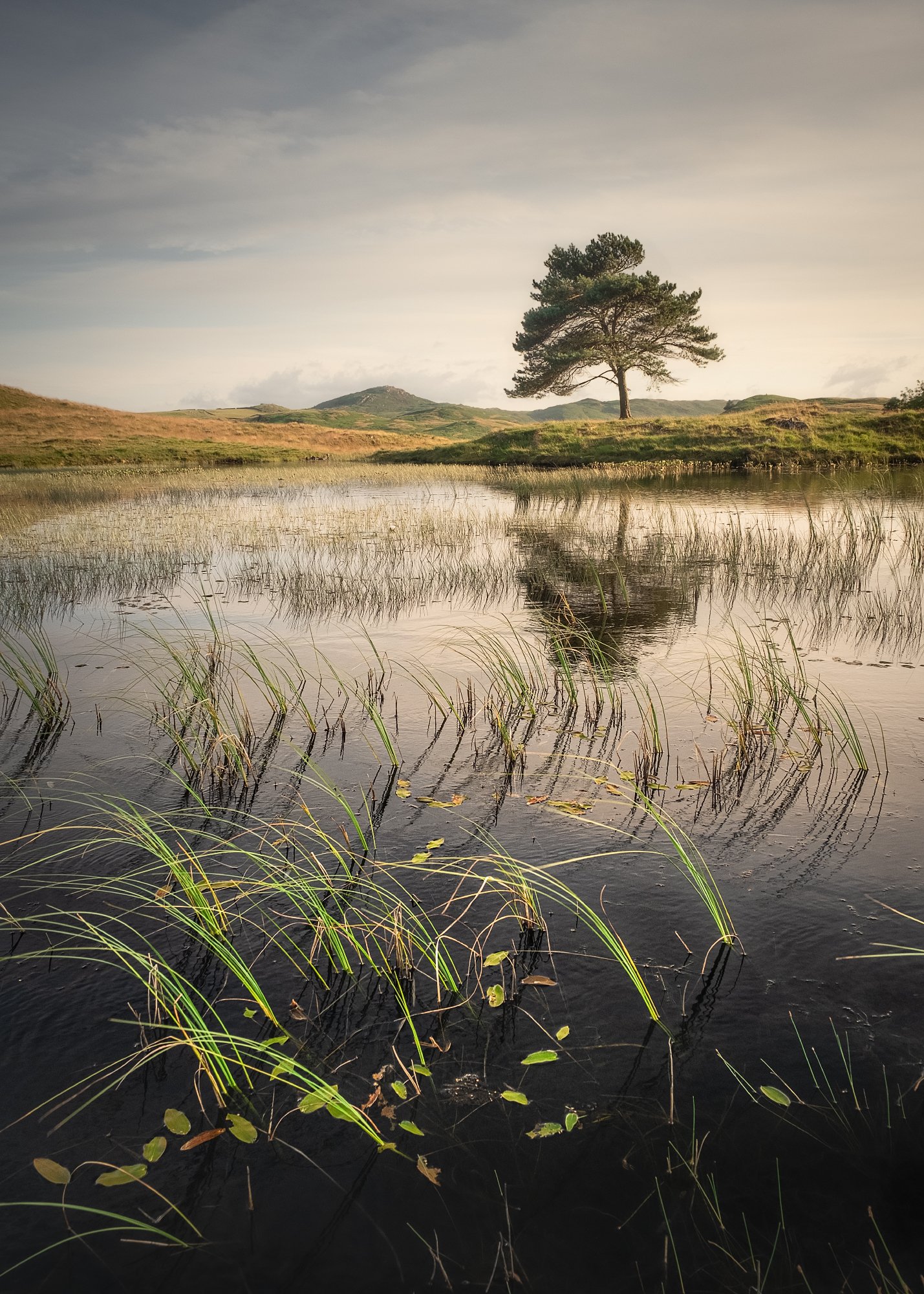 reeds final_Long Edge_1429x2000_U_200.jpg