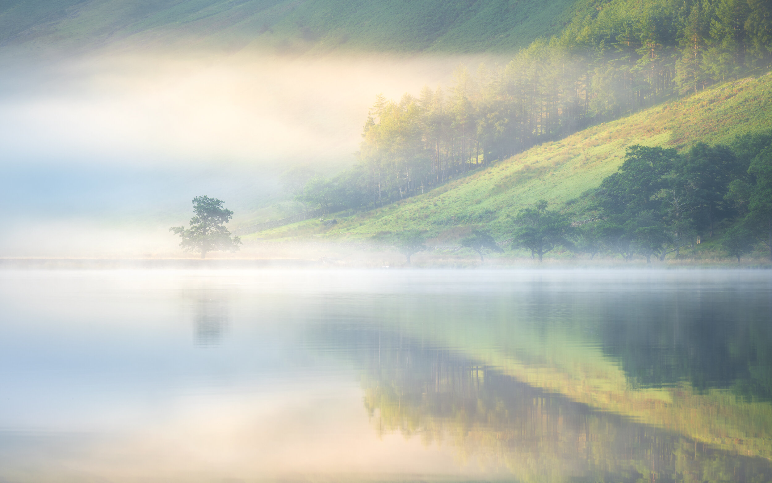 The end tree landscape edit.jpg