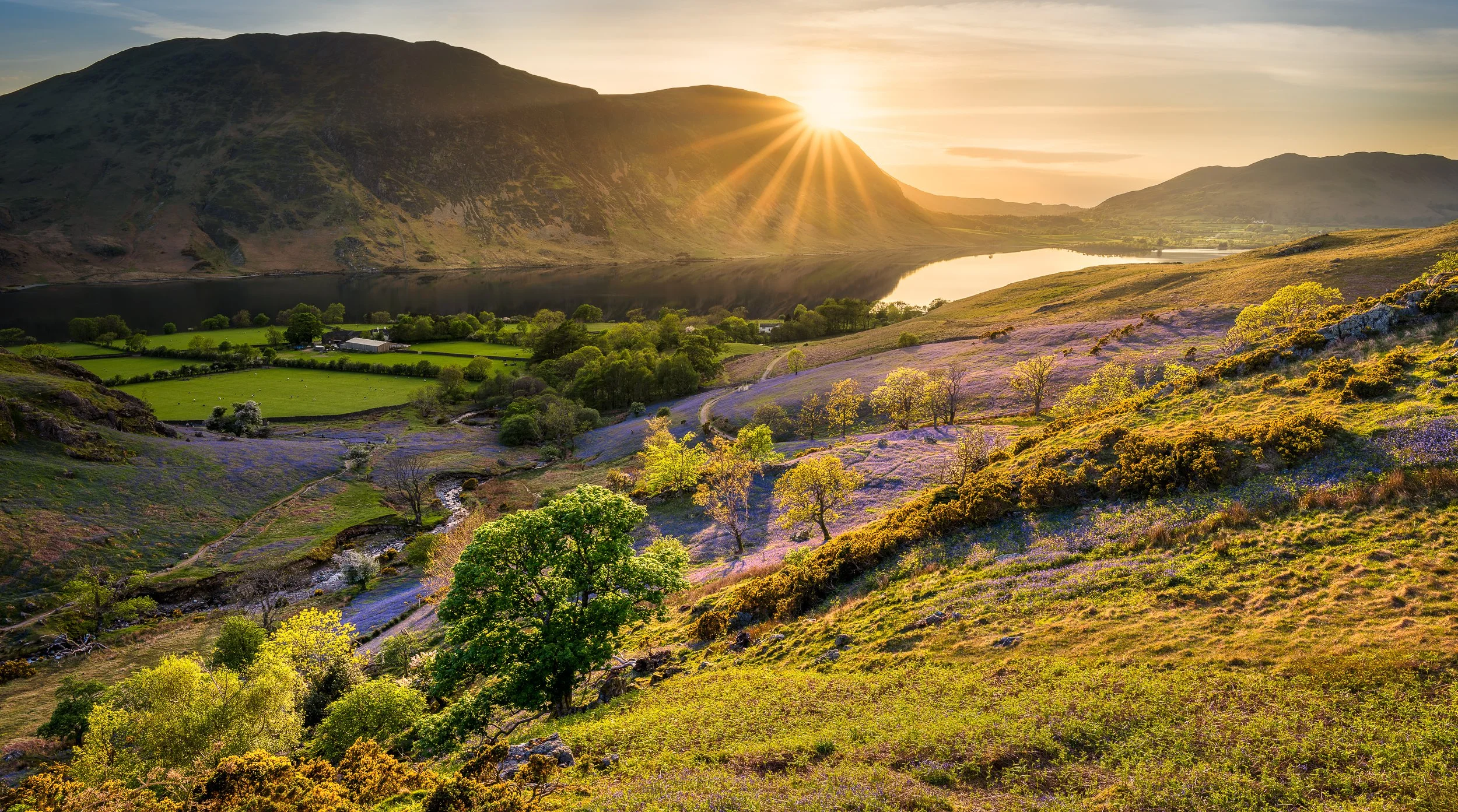 Bluebell Sunset