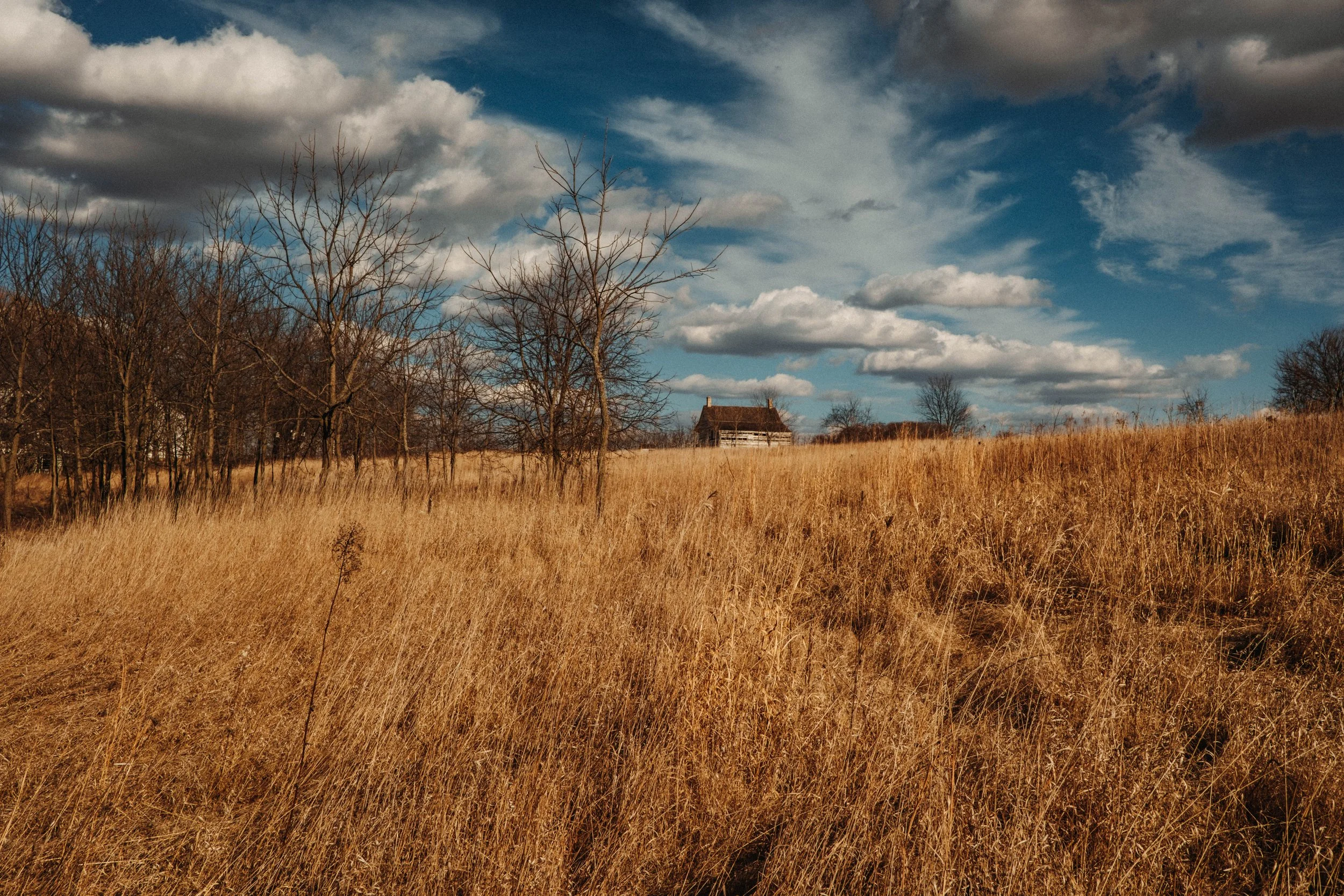A rural landscape with tall, dry grass in the foreground, a row of leafless trees, and a small house with a sloped roof in the distance under a partly cloudy sky.