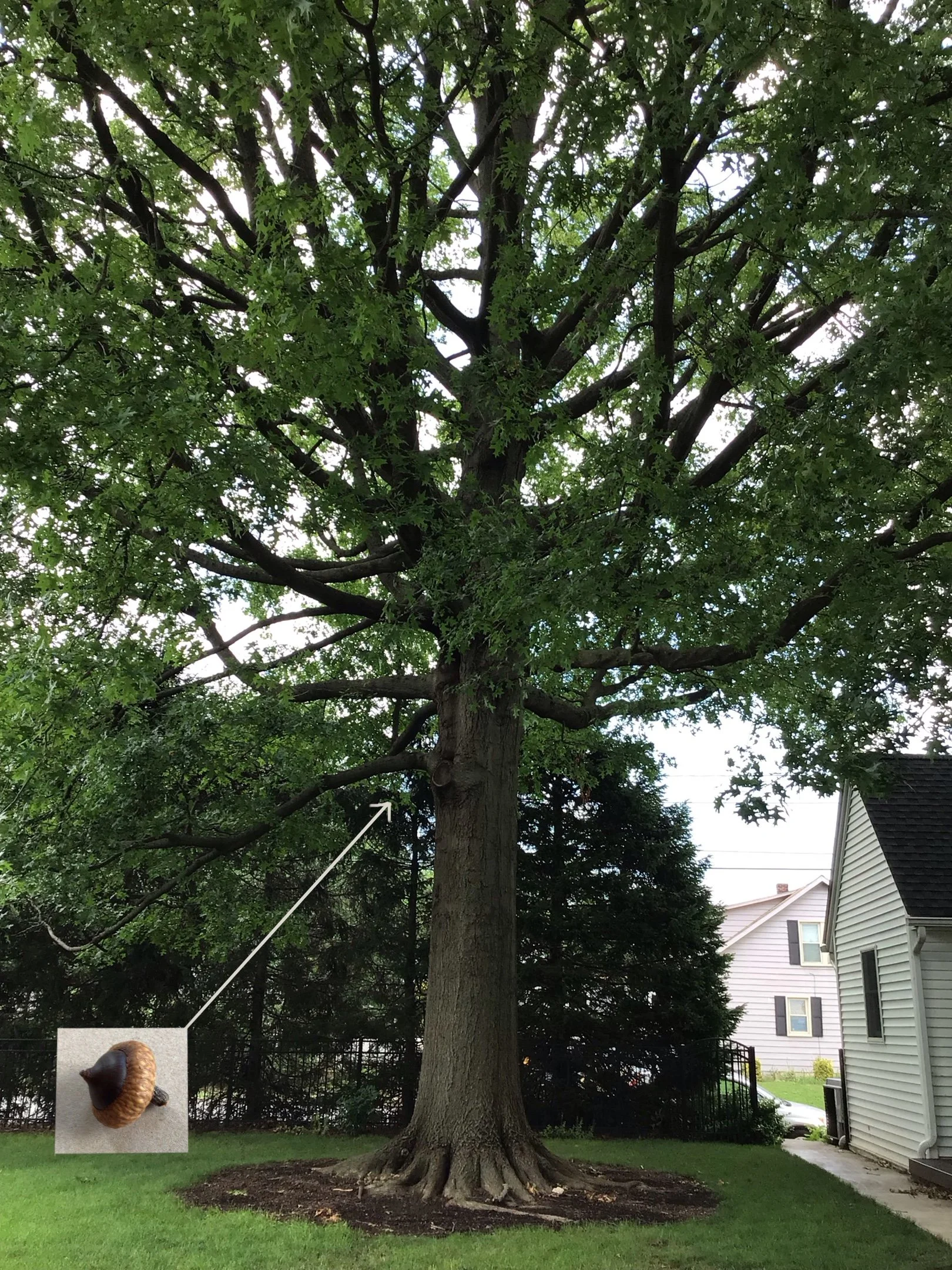 A large green tree in a yard, with a close-up of a brown acorn with a pointy cap inserted next to the trunk, indicating that the acorn fell from the tree.