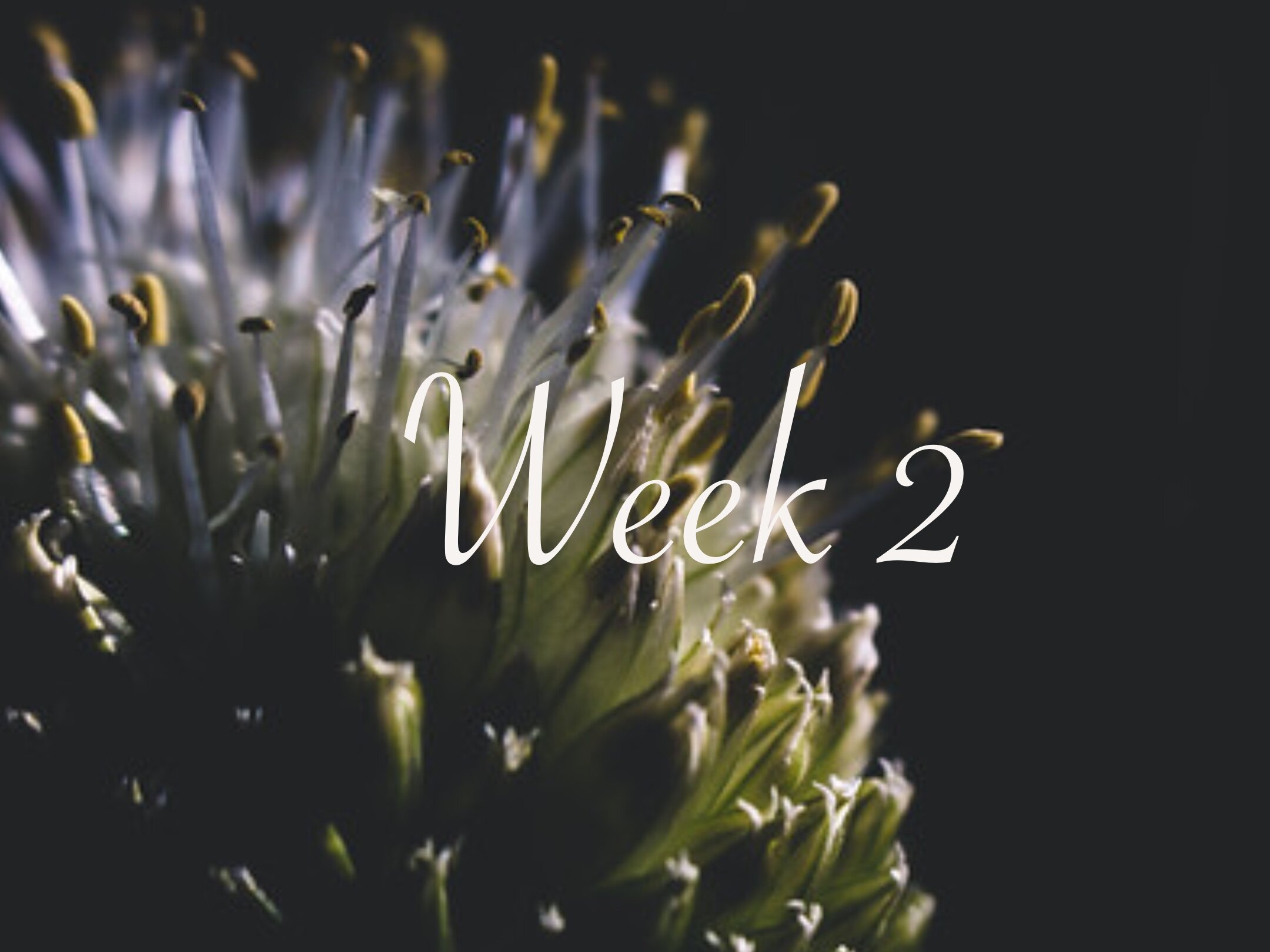 Untitled_Artwork 64.jpg
