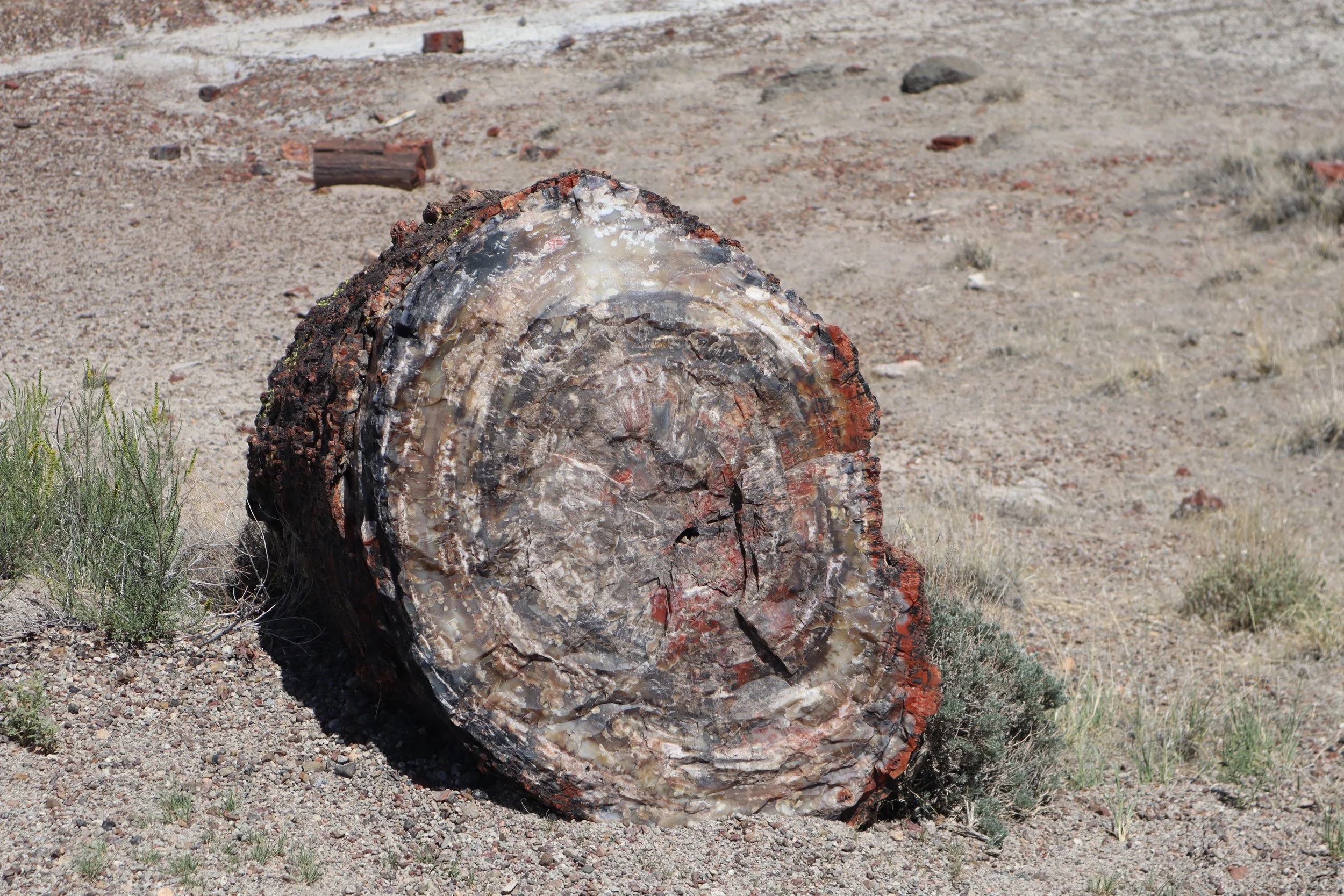 Petrified Forest National Park