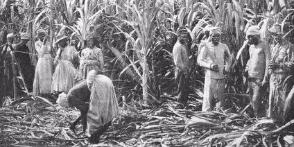 Plantation de canne à sucre (source photo inconnue)
