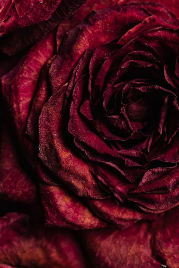 Rose1.jpeg