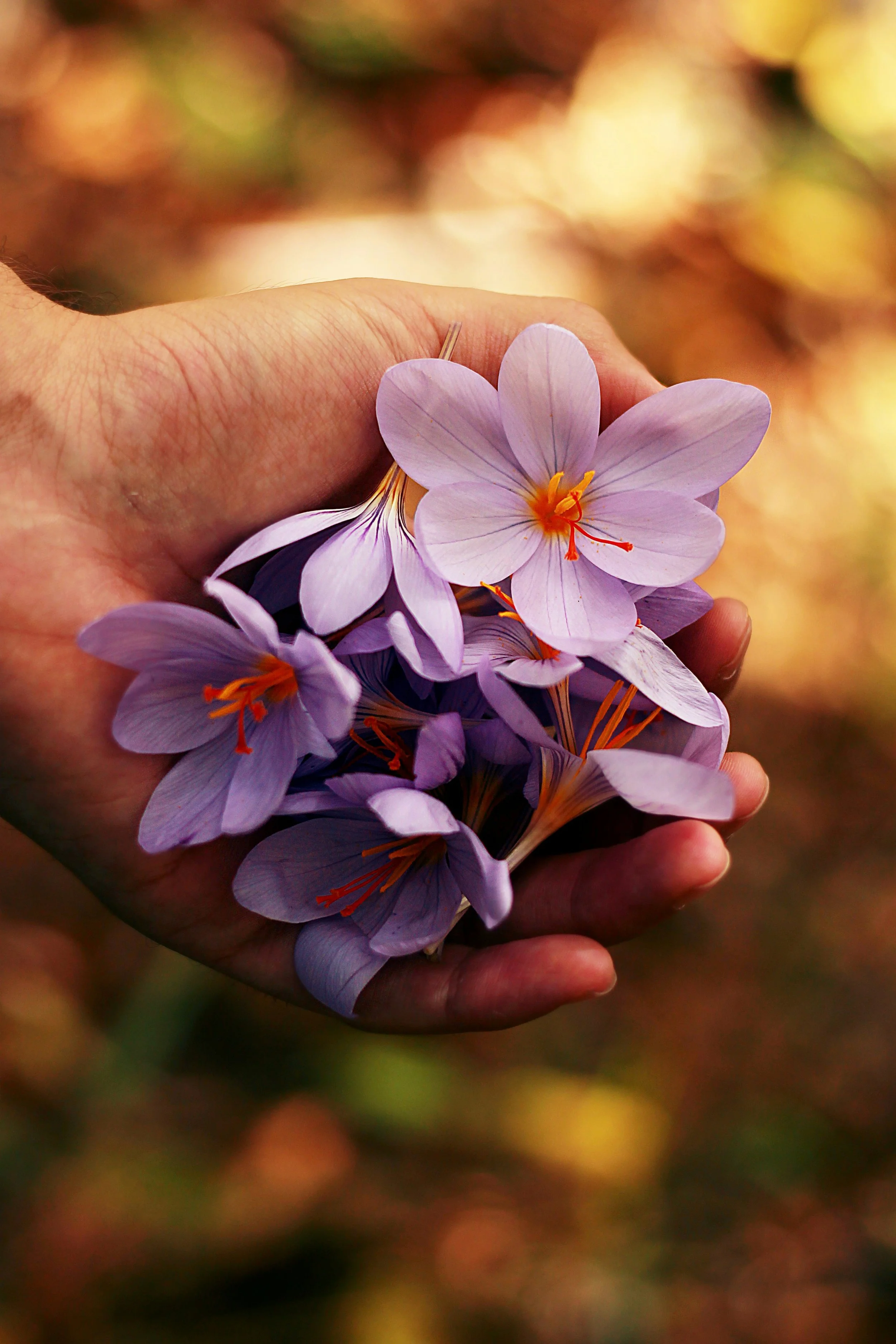 1 Hour Reiki for Wholeness Meditation