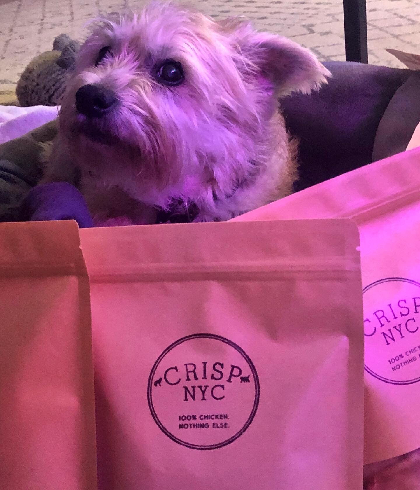 Jack the Shnorkie🐾Safe behind his Crisp NYC 🌧🏰