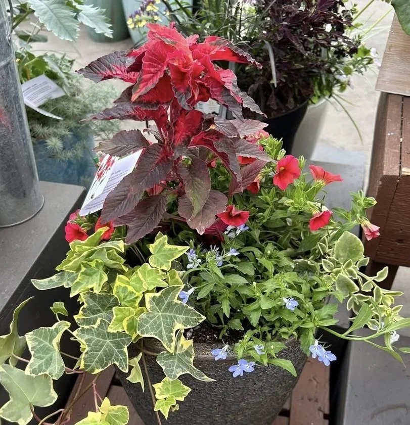 Progression of a Container, #4