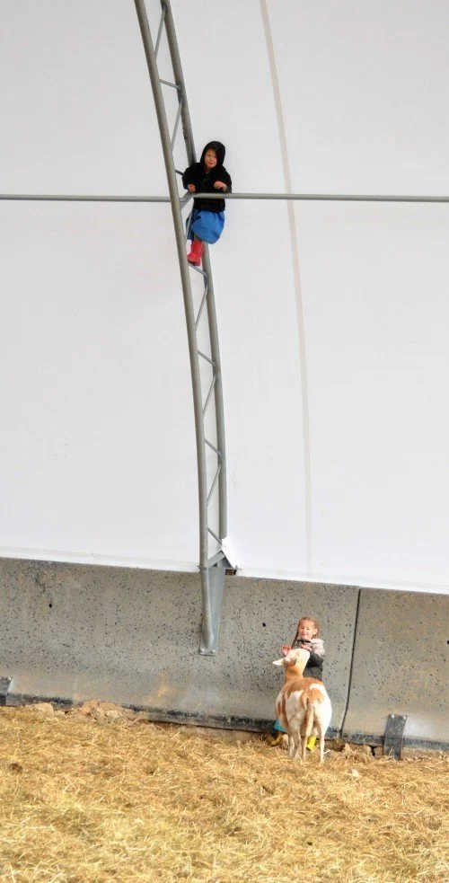 The Hoop Building Construction Saga Continues at Coulter Farms