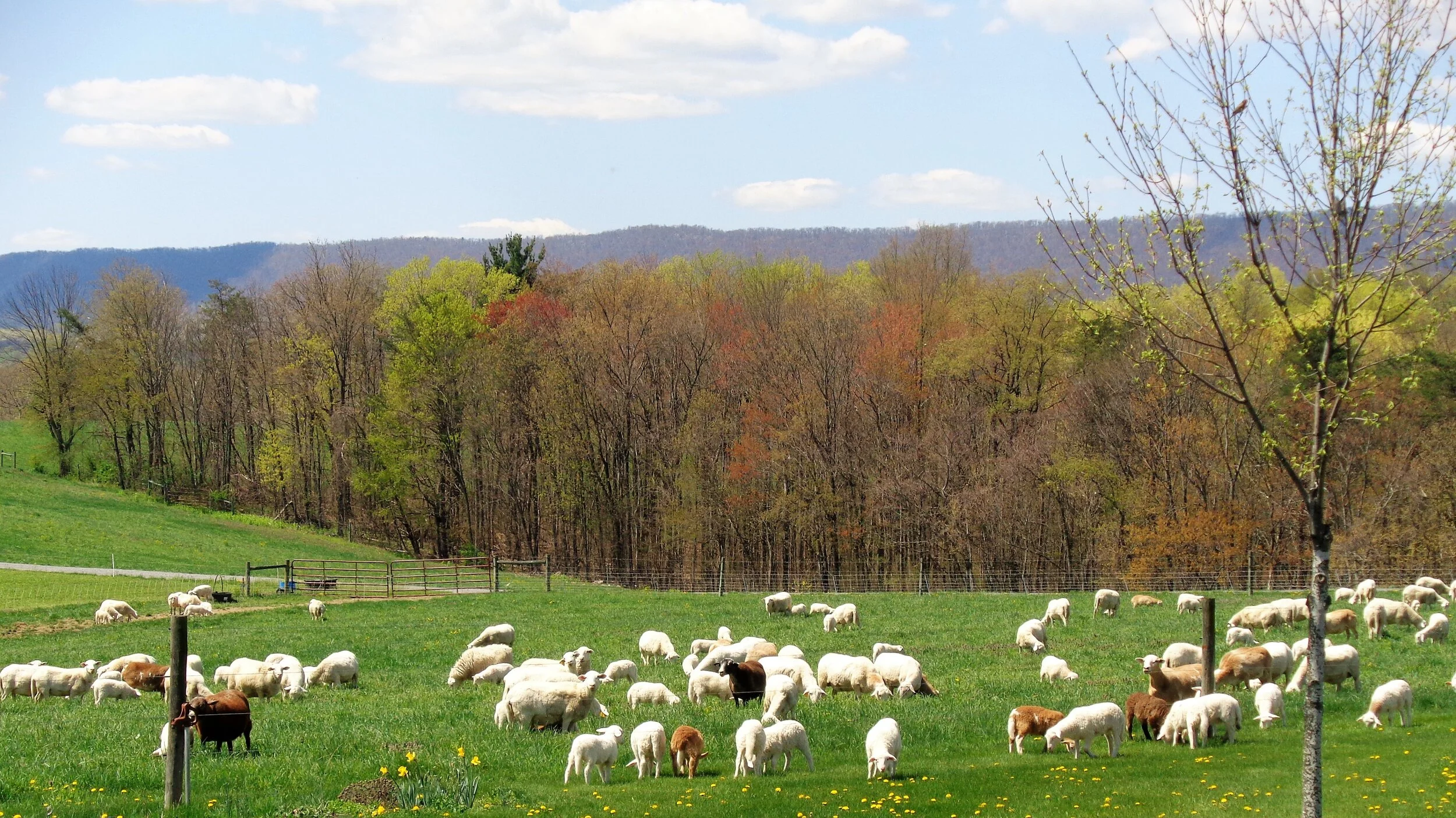 Contact Us — Coulter Farms