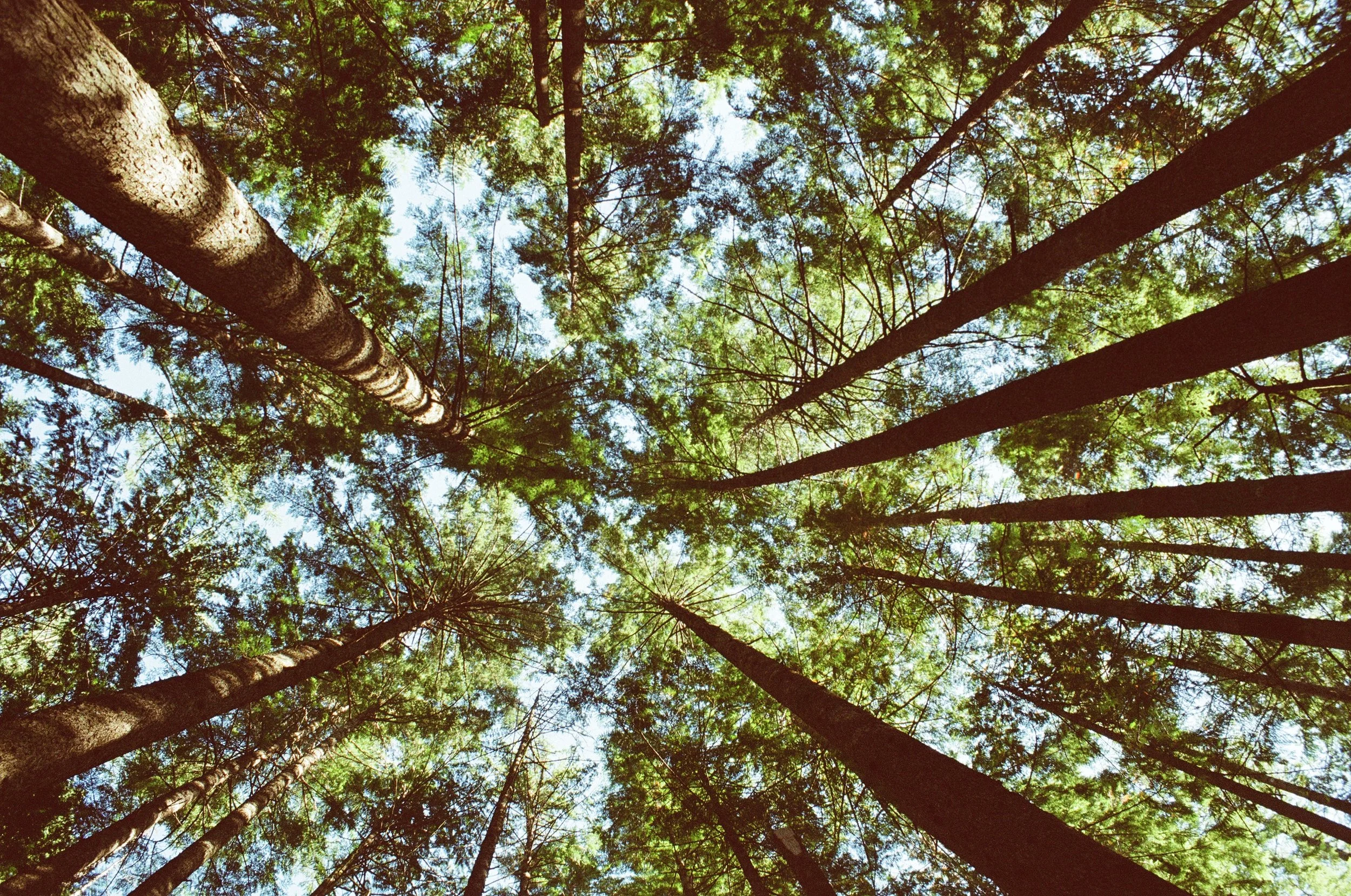 Index WA Trees on Film.JPG