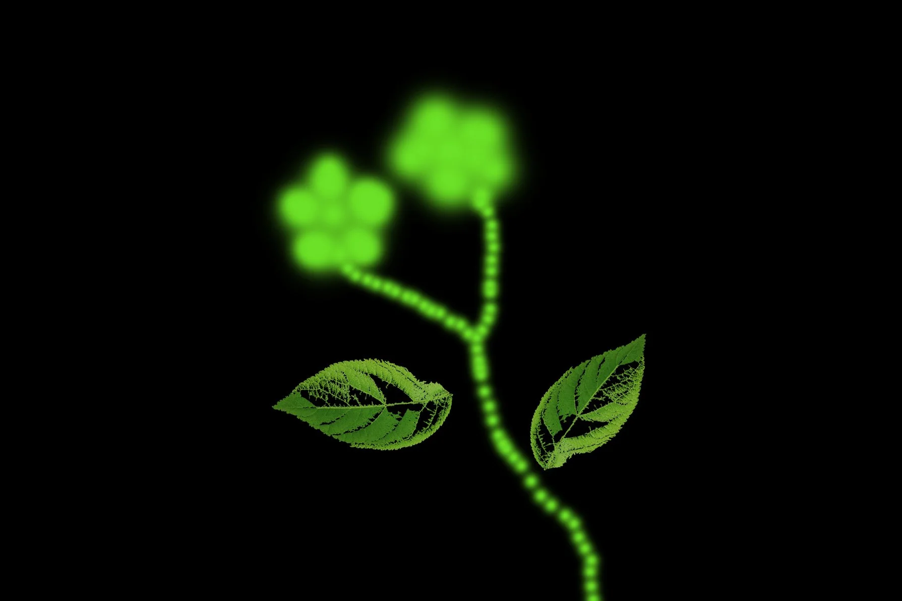 black flower copy.jpg