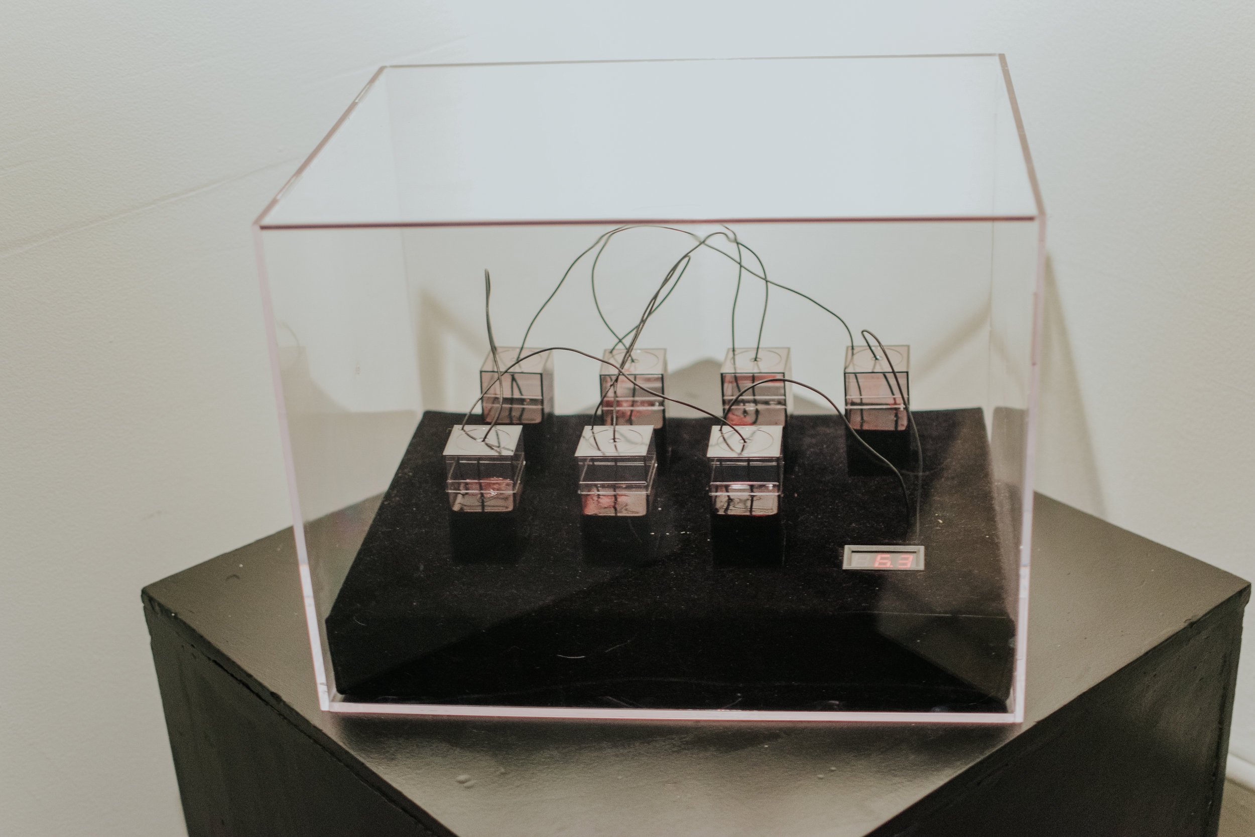 Madeeha Lamoreaux, Blood Battery. Photgrapher - Carolina Poveda