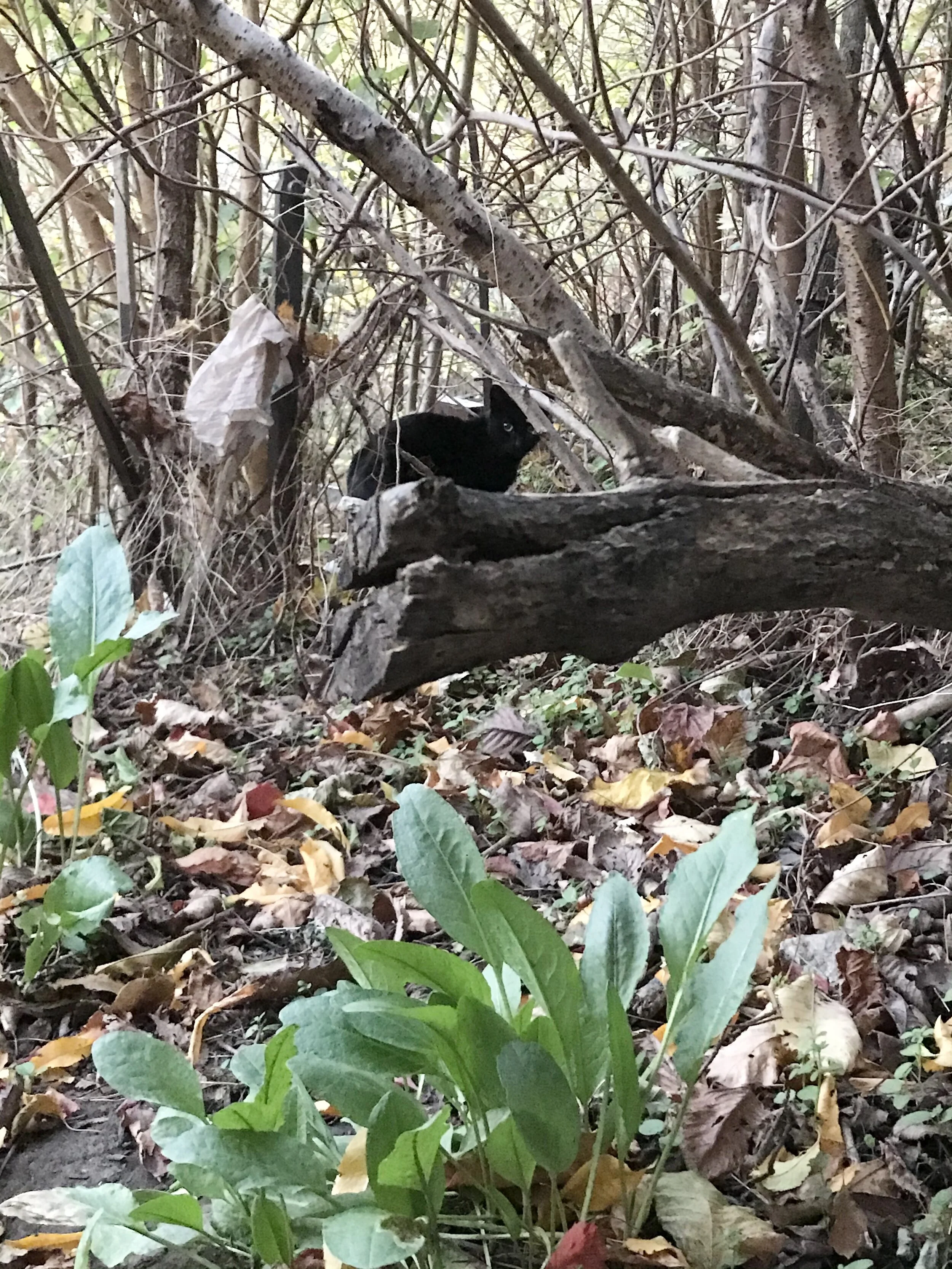 Bronx Community Cats