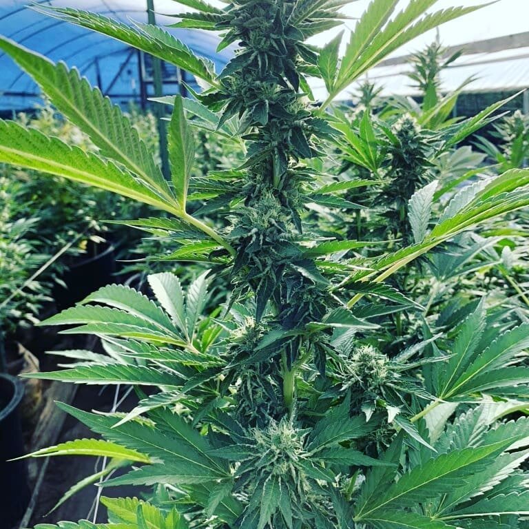 @wiscomike crushing it at our Staton farm. DAY 39 and stacking up nicely. Going to be a great harvest.

Slurricane
Vanilla Frosting
Sunset Sherbert

#humboldtcounty #newearthfarms #cannabiscommunity #willowcreek