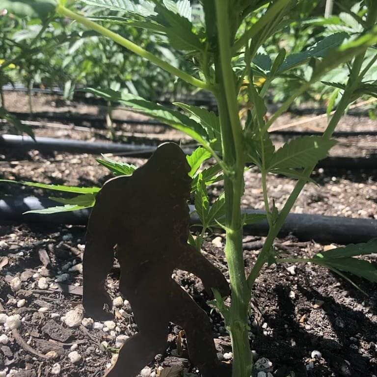 Found this guy lurking through our gardens. Must be looking for our Sadquatch OG!

#newearthfarms #weed #bigfoot #sasquatch #california #humboldtcounty #willowcreek