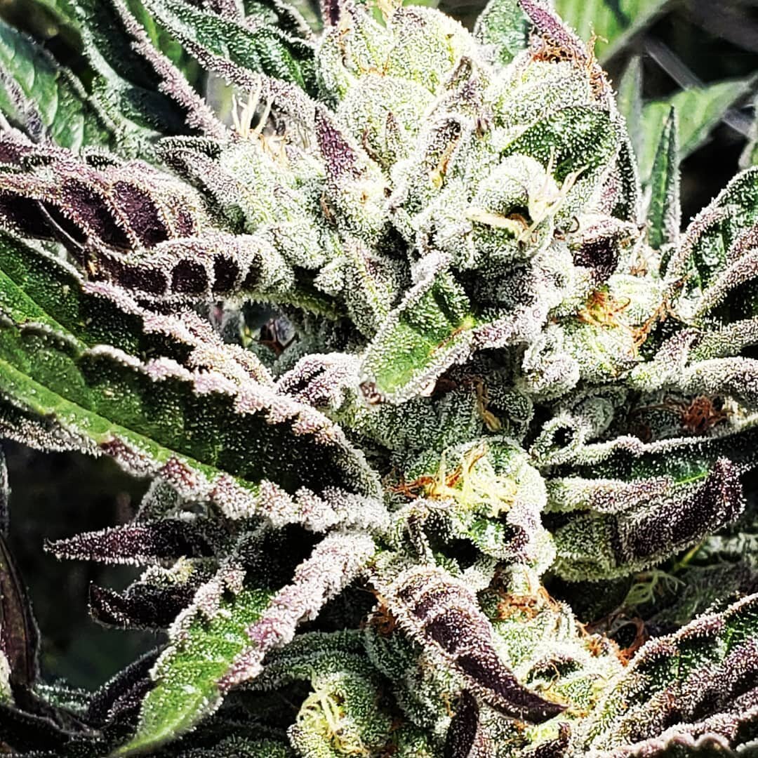 Our Staton Farm crushed their first run with some amazing looking flower.

New Earth Farms
🌱Gelato
🌱Jungle Cake
🌱SFV OG
🌱Purple Punch
🌱MAC1

Organic and Sun Grown in Humboldt. Coming to a pipe near you.

#weed #cannabiscommunity #newearthfarms #