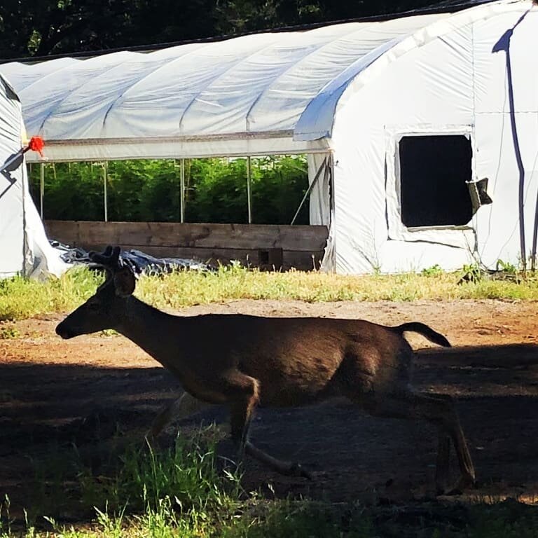 Plottin' on our plants!

#farmlife #deerattack #newearthfarms #willowcreek #weed #cali #cannabiscommunity #humboldt