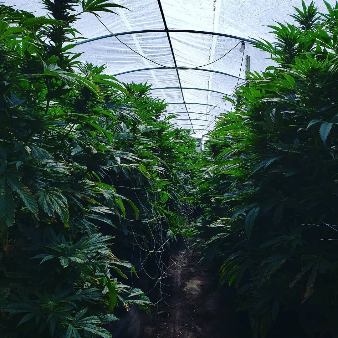 Working hard to bring happiness during these dark times!

#newearthfarms #weed #cali #humboldt #happiness