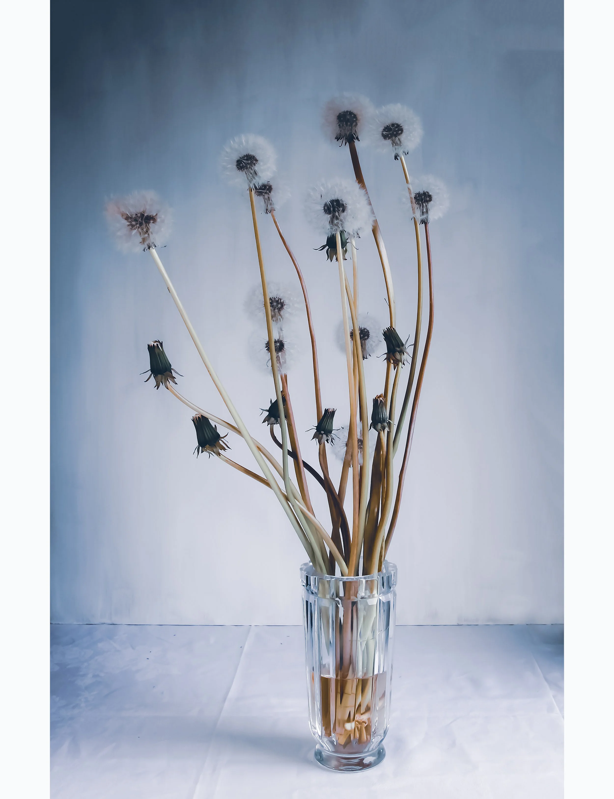 Maskrosor Fine art print