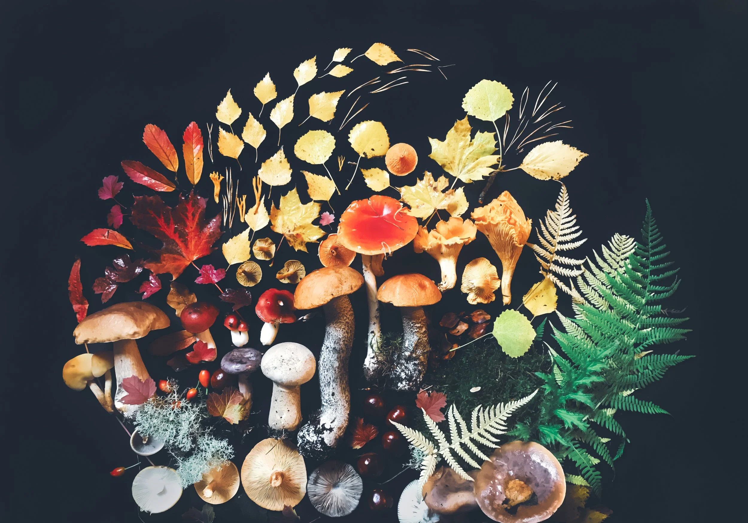Flatlay Mushrooms / Svampar