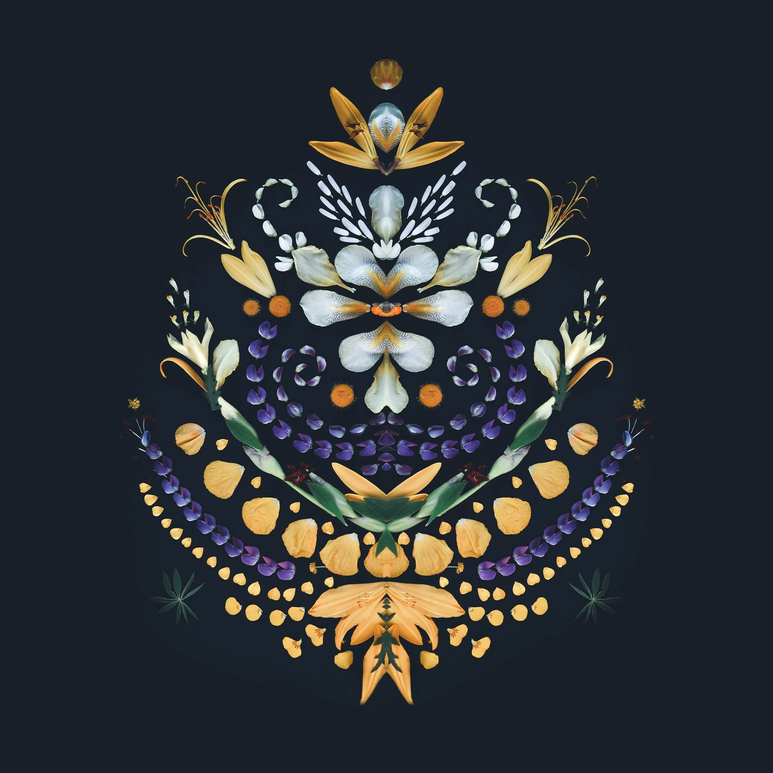 Blomstermandala Kurbits 'Swedish crown'