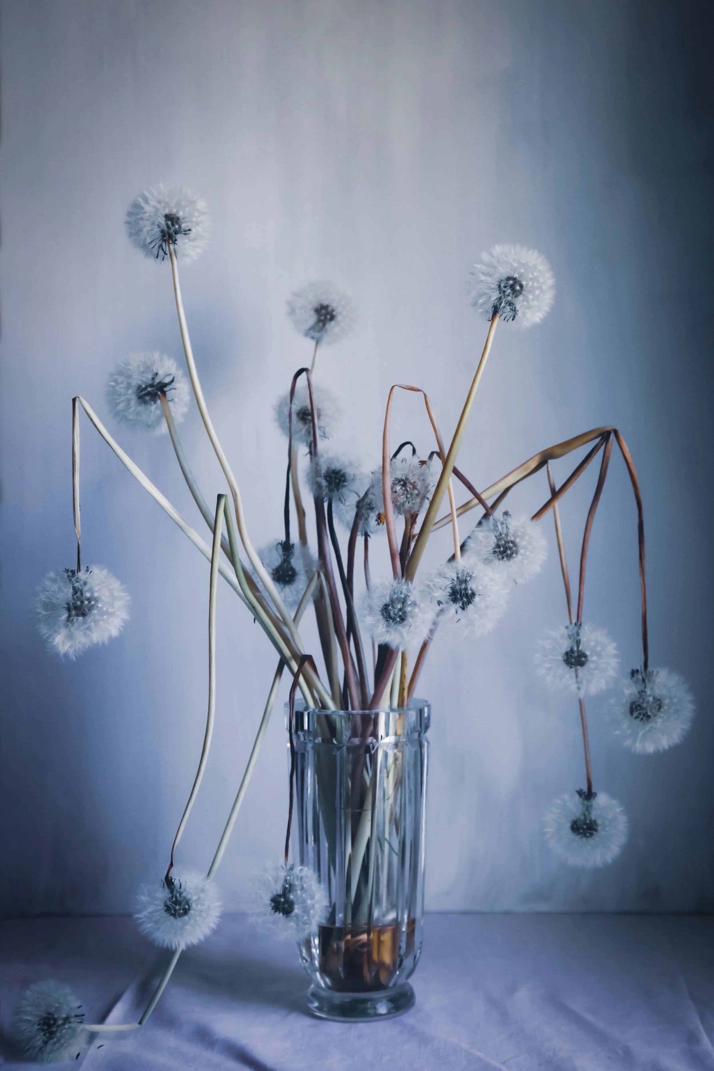 Maskrosor som har blommat ut