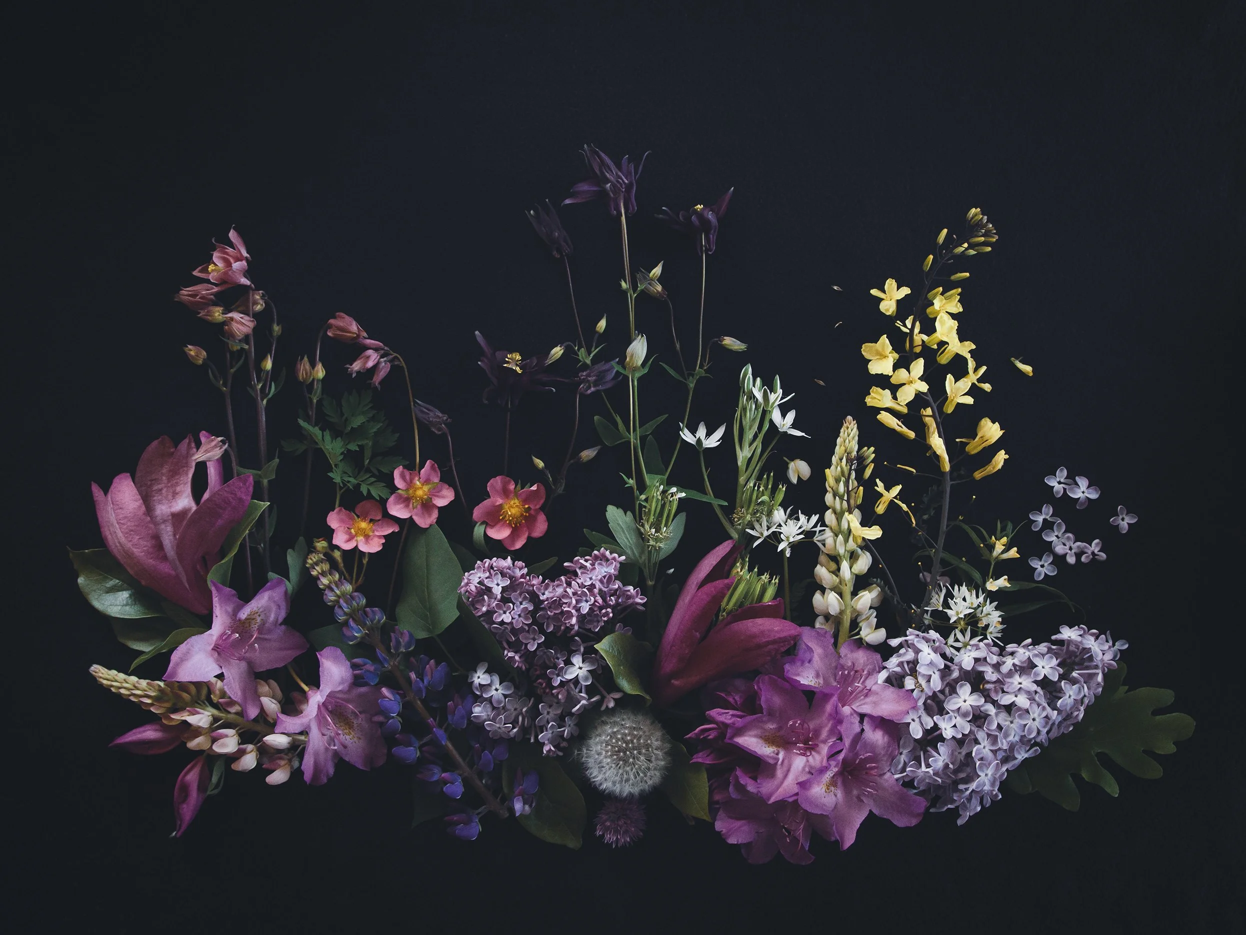 a collection of early summer flowers