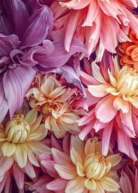 A close up of pink dahlias