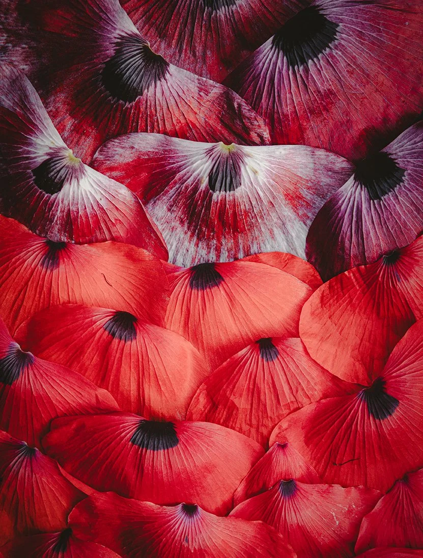 Ett täcke av tröst 2025