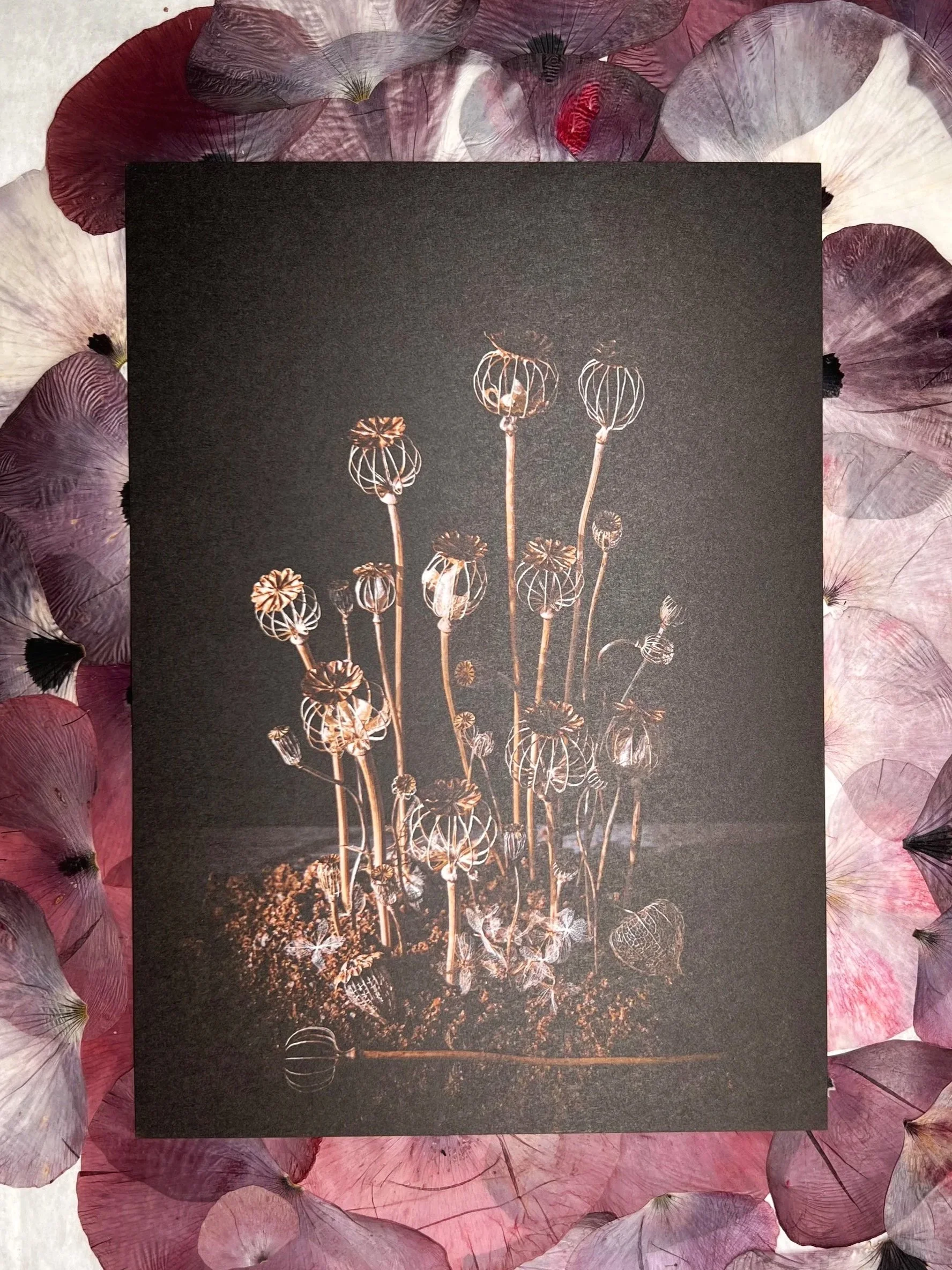 konstkort A5 vallmo kapslar