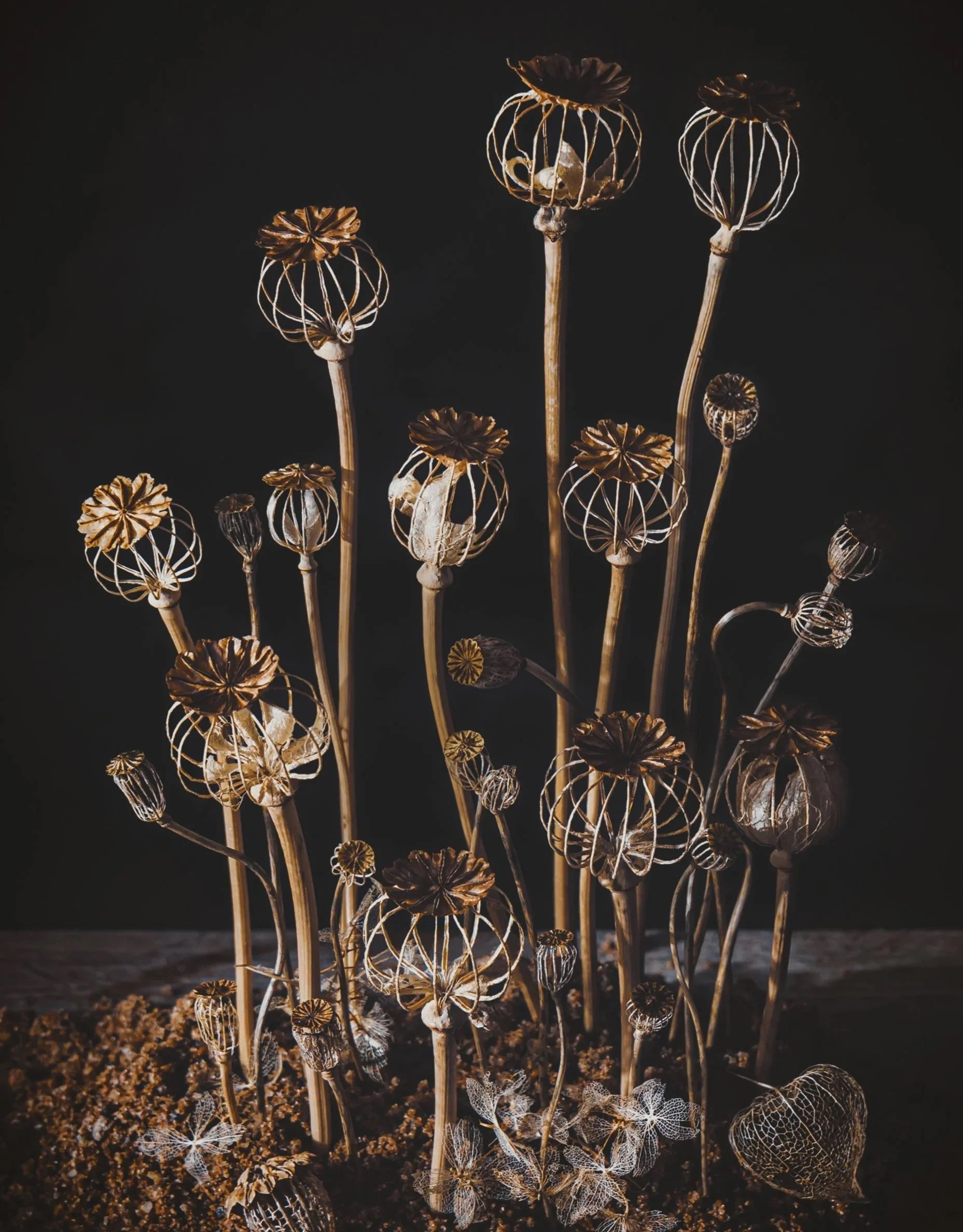 Konstkort vallmoblommor frökapsel A5