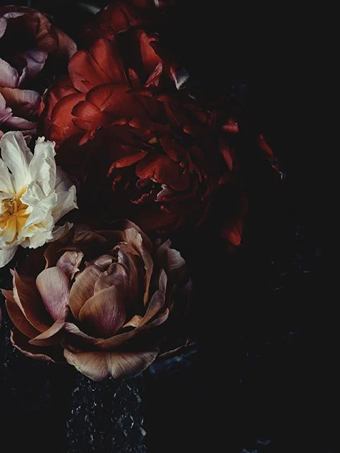 tulpaner i olika färger