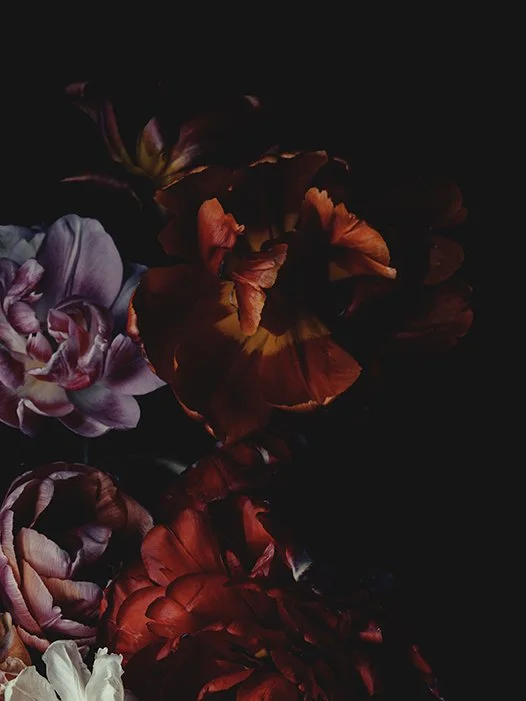 närbild på tulpaner i rött