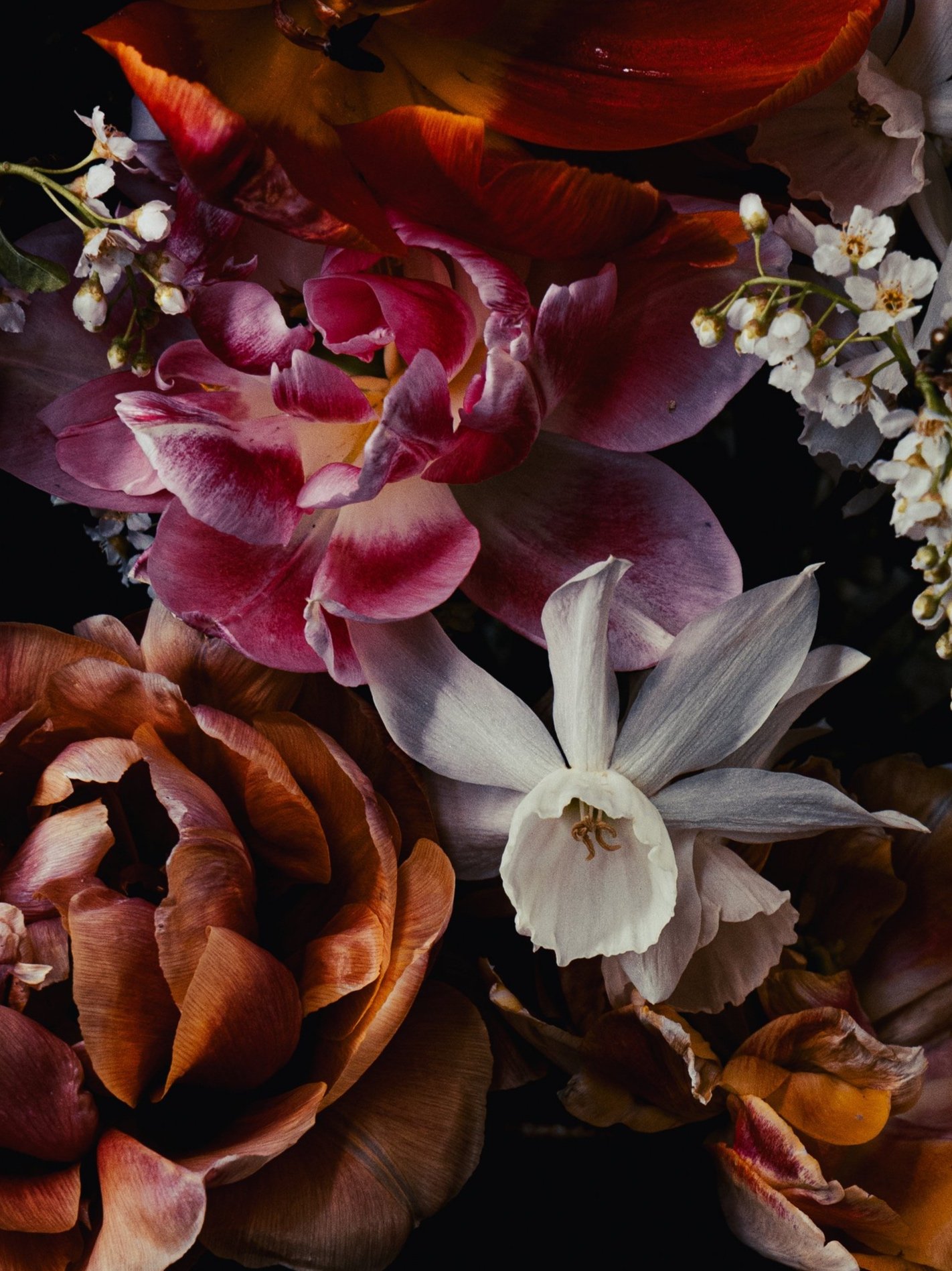 Närbild på tulpaner och hägg