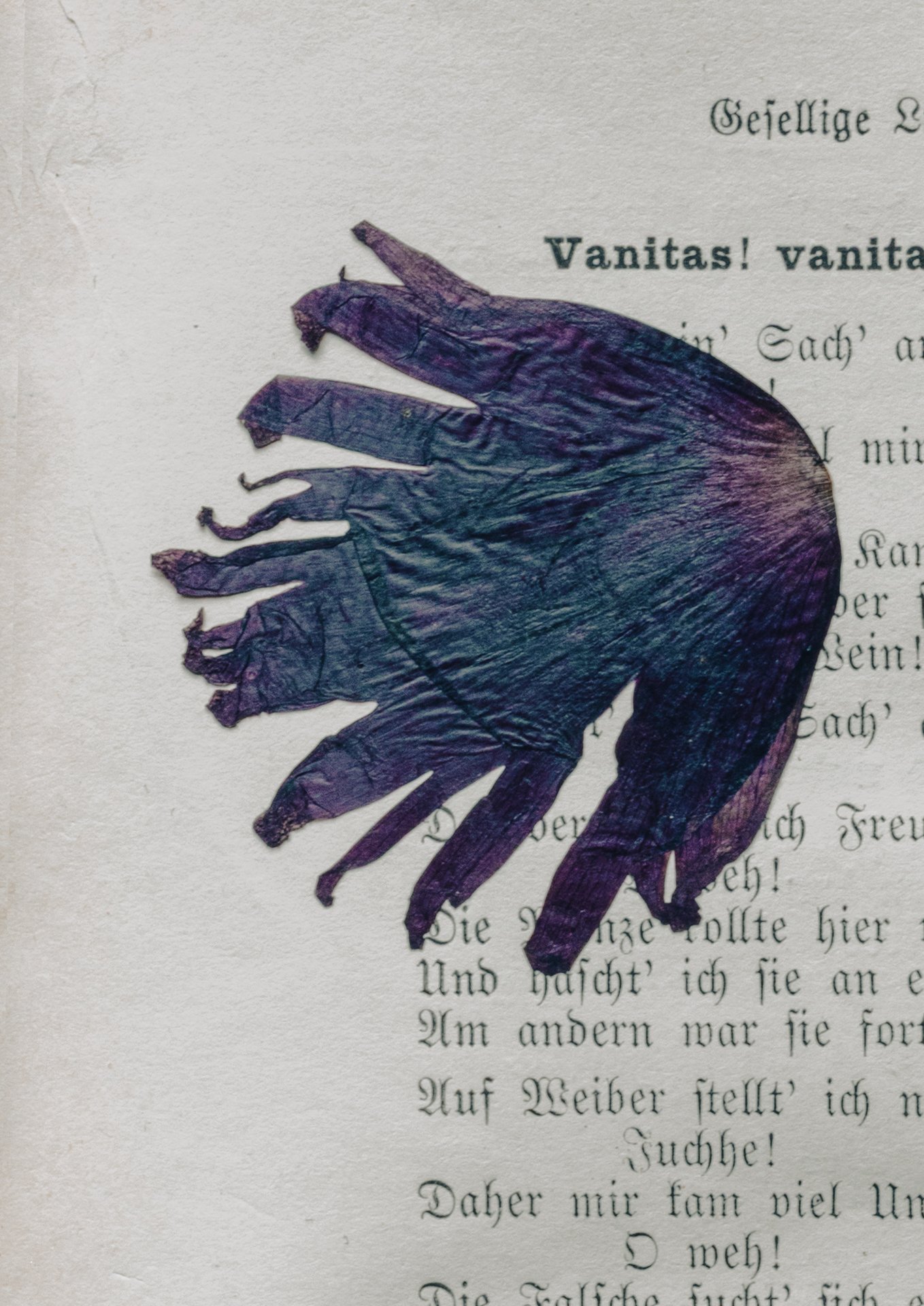 nu-är-det-tid-att-pressade-vallmo-blad-i-en-bok