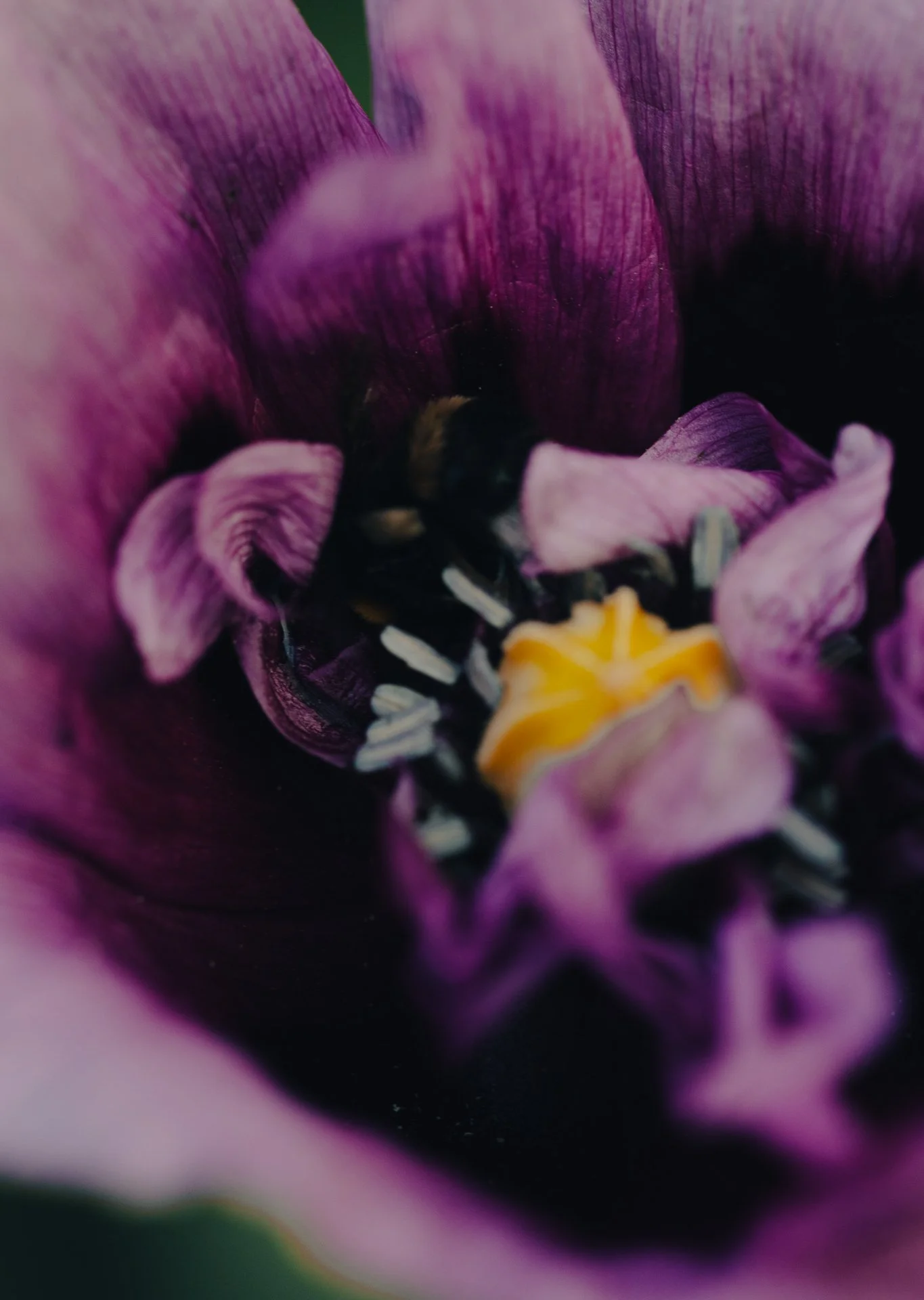 Hungarian-blue-poppy