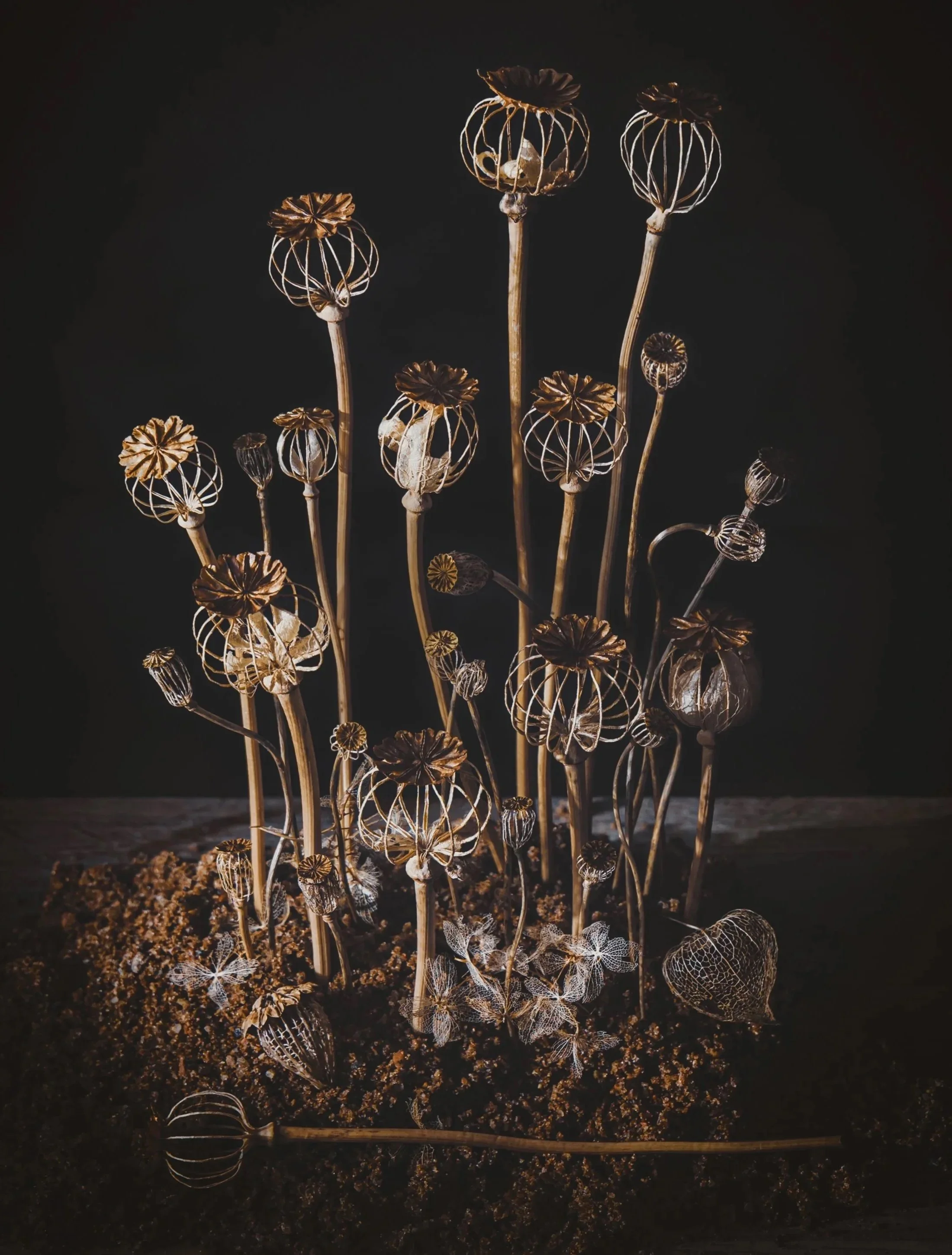 konstkort a5 vallmo kapslar