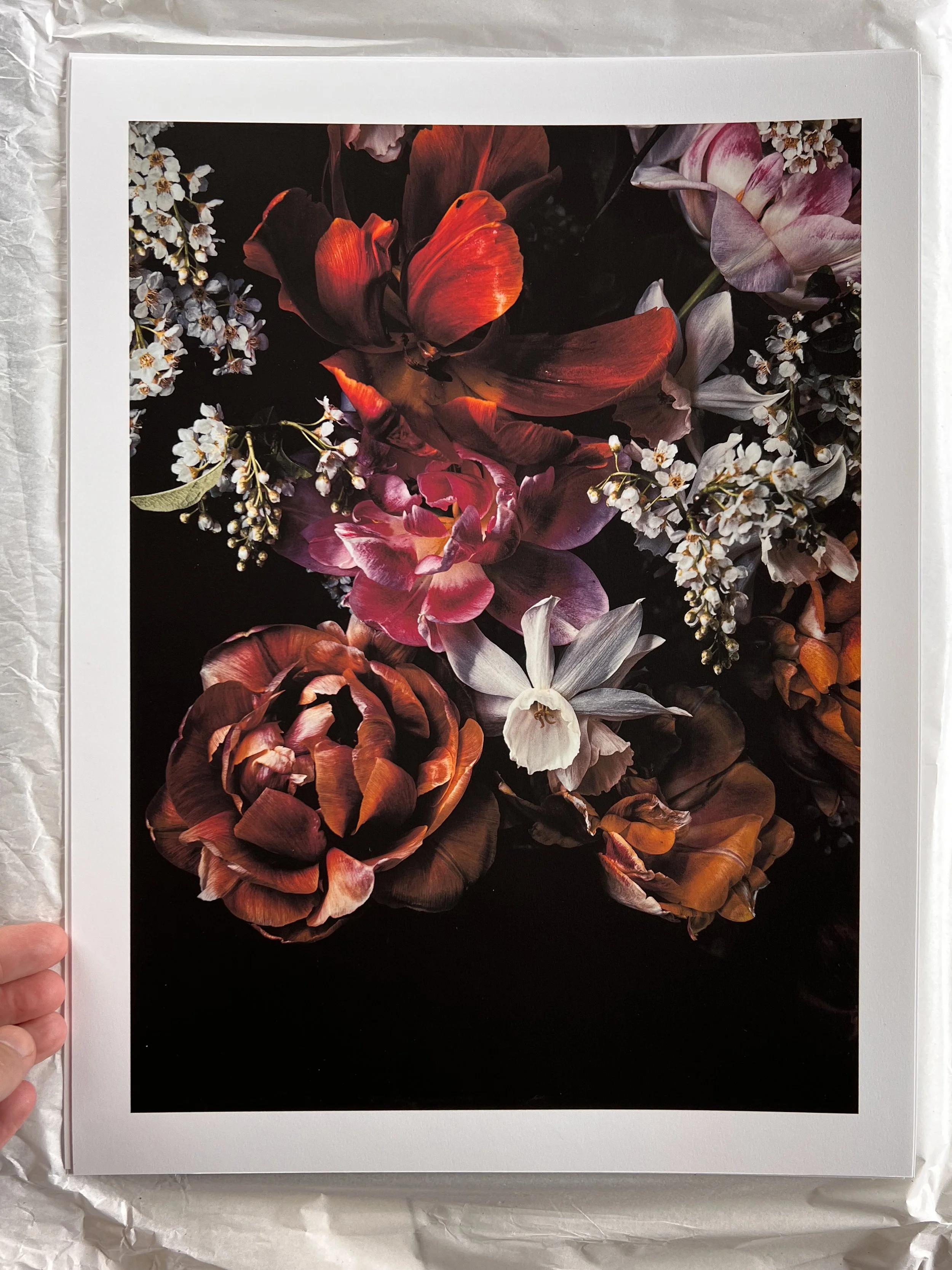 En fine art print av tulpan och hägg och en narciss.