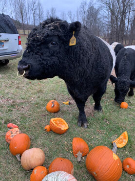 Halloween Recycling Program